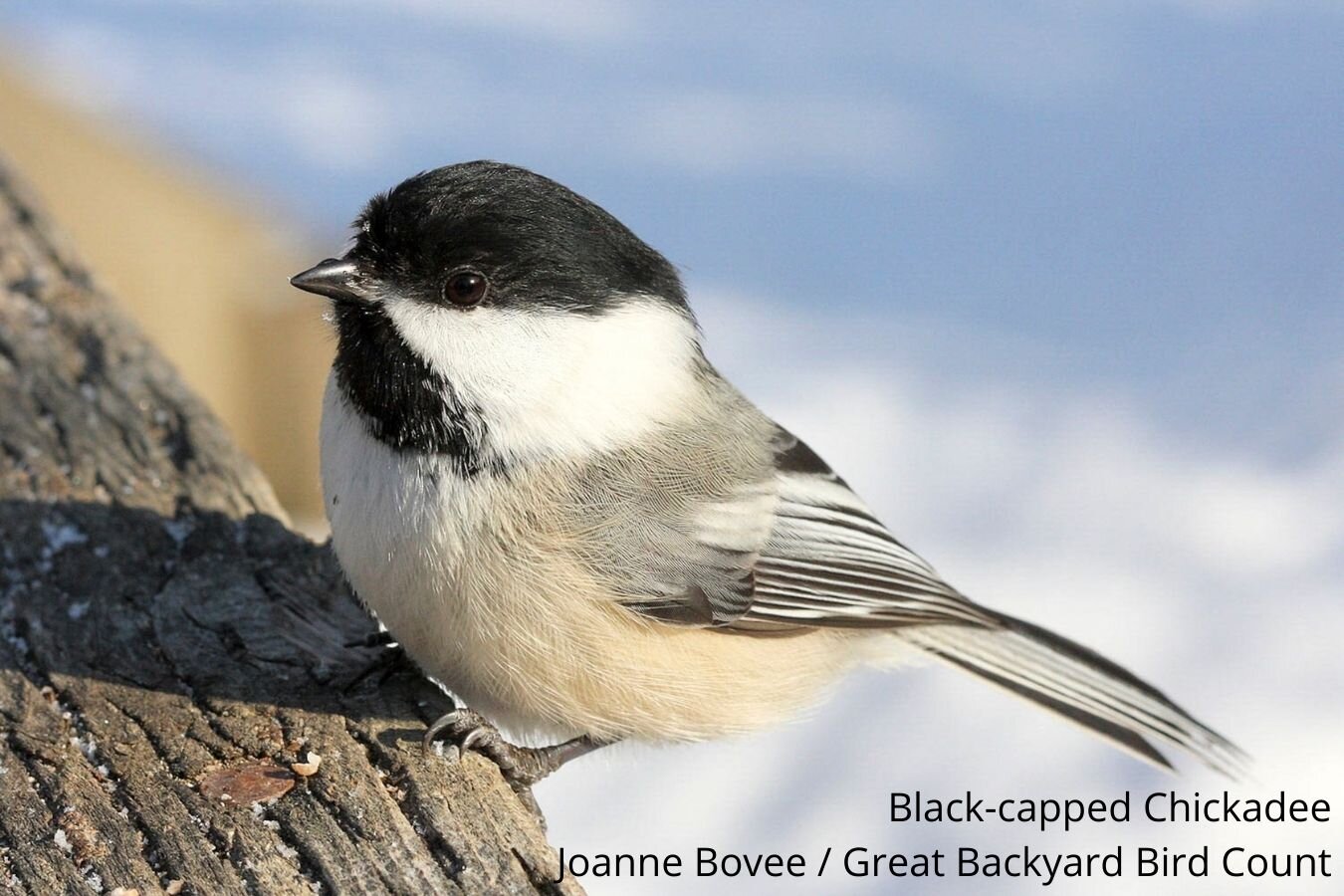 Black-capped Chickadee