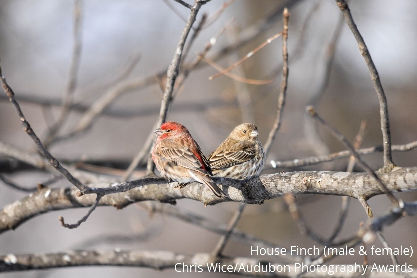 House Finch