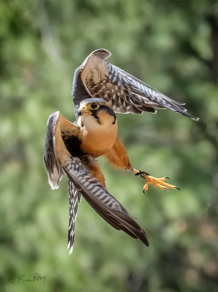 Class: Bird Photos for Novice Photographers - Session #3