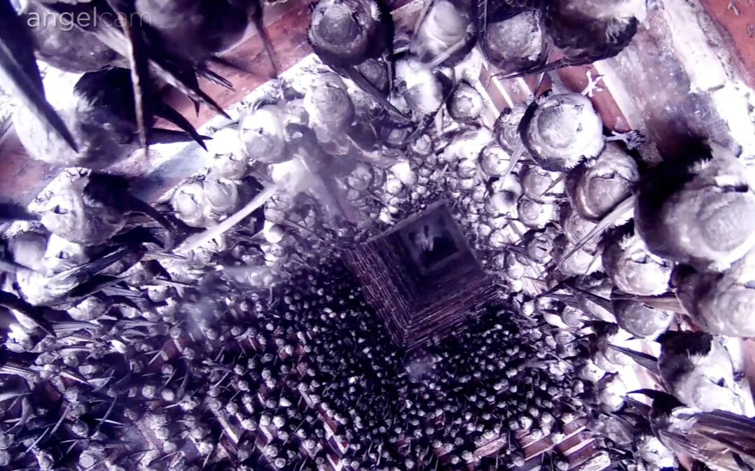 Swifts Night In with Trivia!