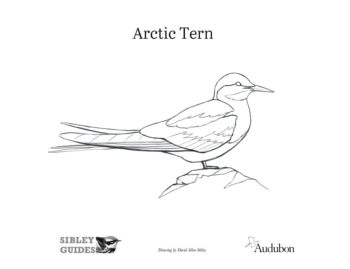 Arctic_tern.jpg