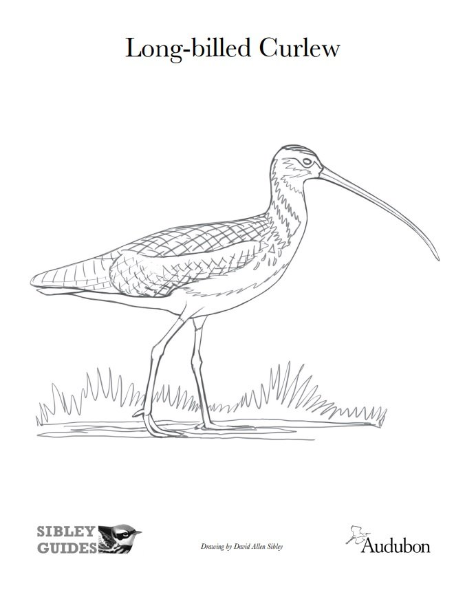 Long_billed_curlew.jpg