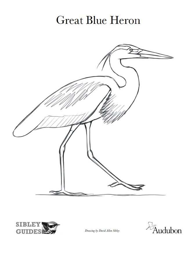 Great_blue_heron.jpg