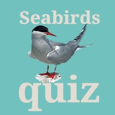 Seabirds_quiz.jpg