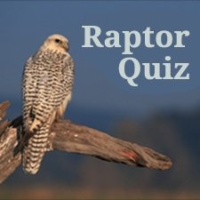 Raptor_quiz.jpg