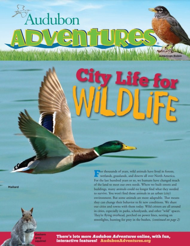 City Life for Wildlife