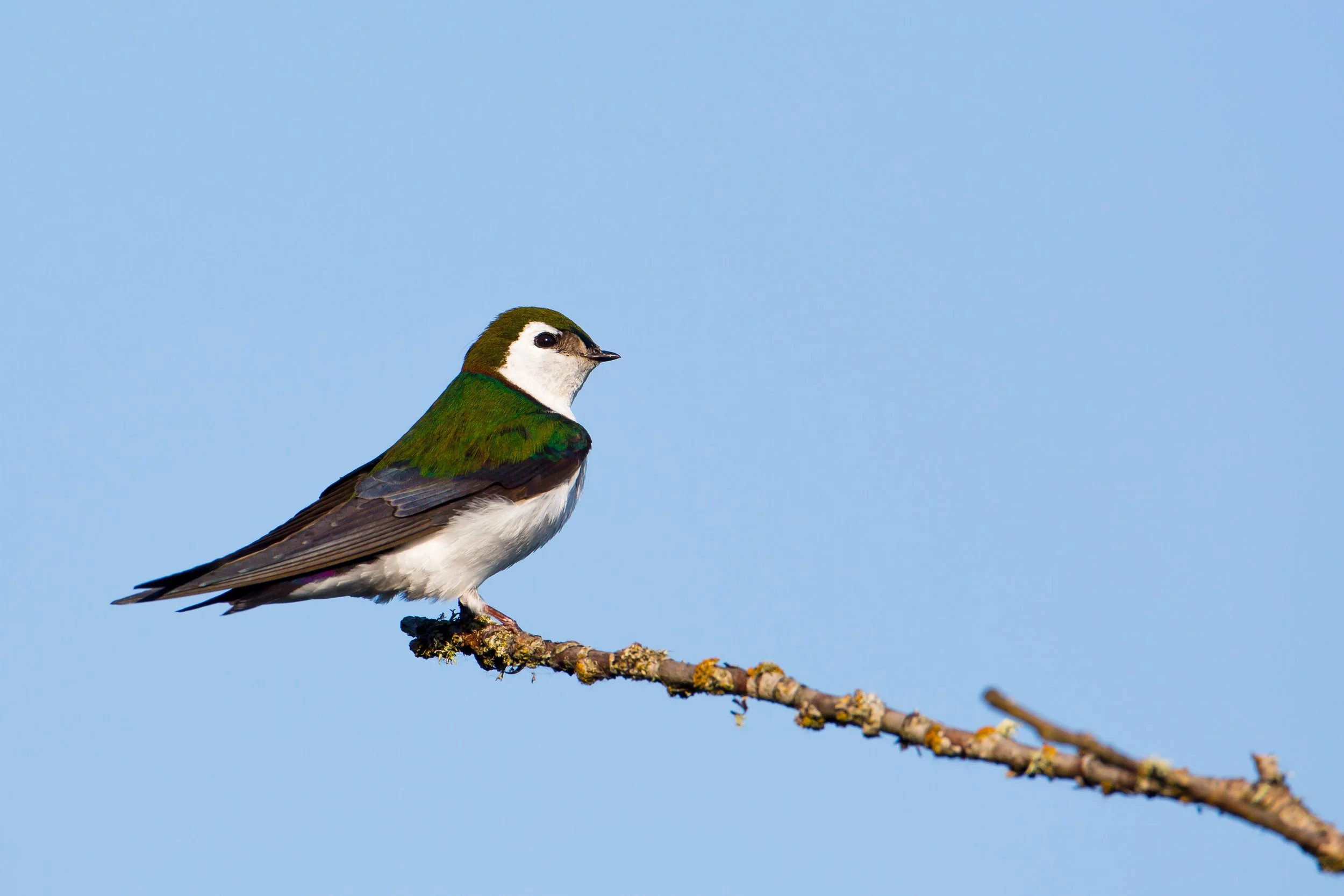 Birding: Wallace Swamp Creek Park
