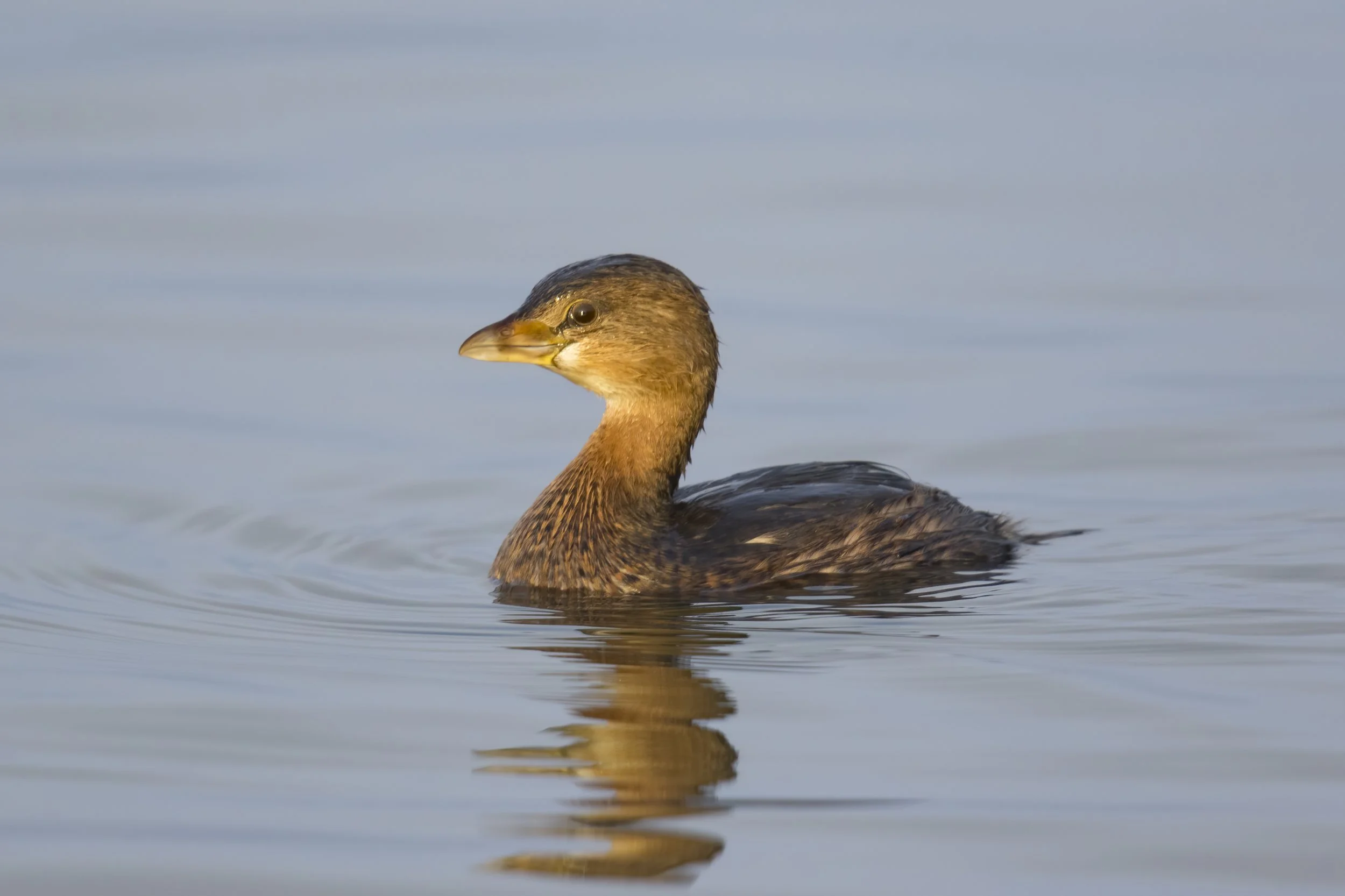Birding: Stillaguamish Delta