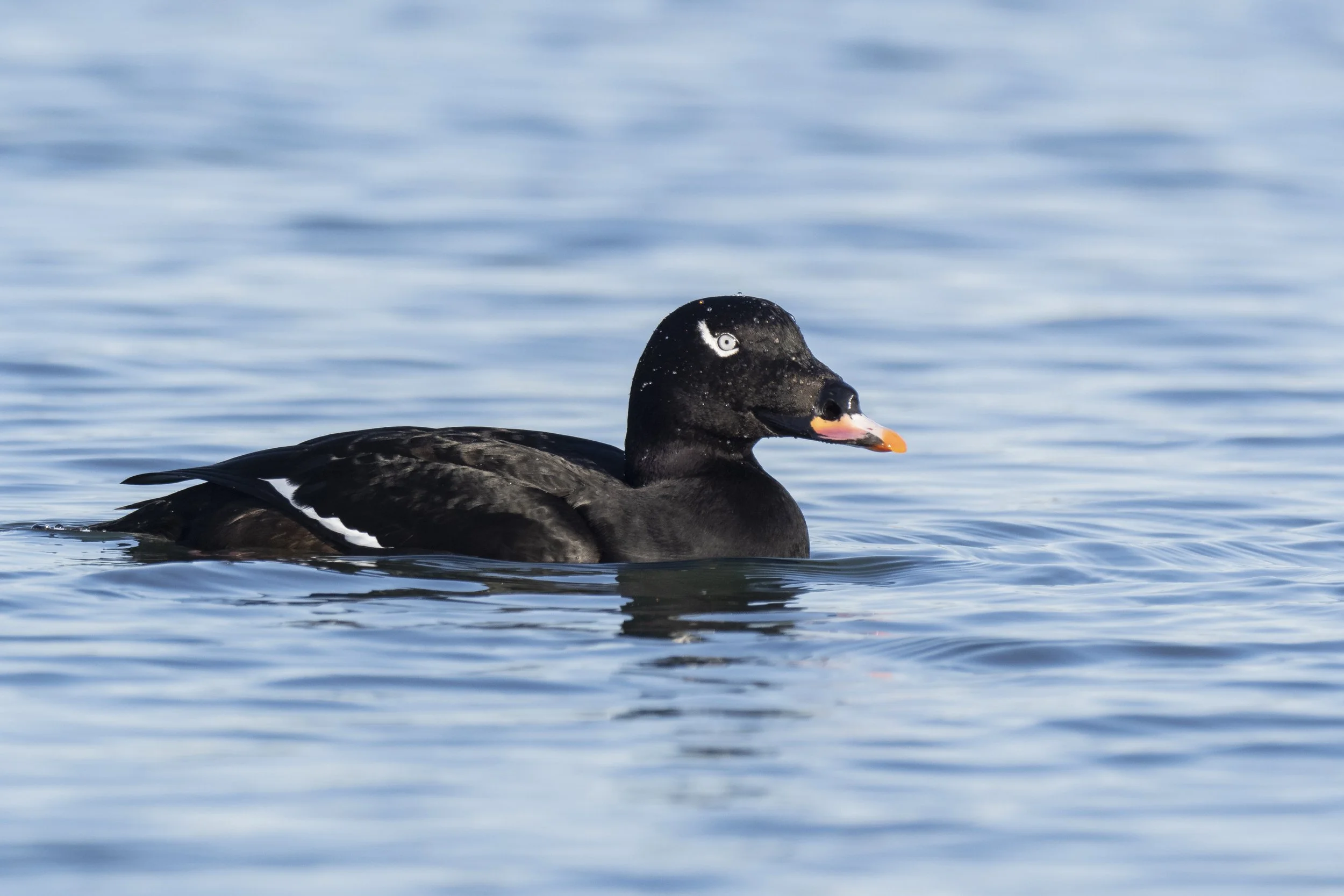Birding: Blaine/Semiahmoo