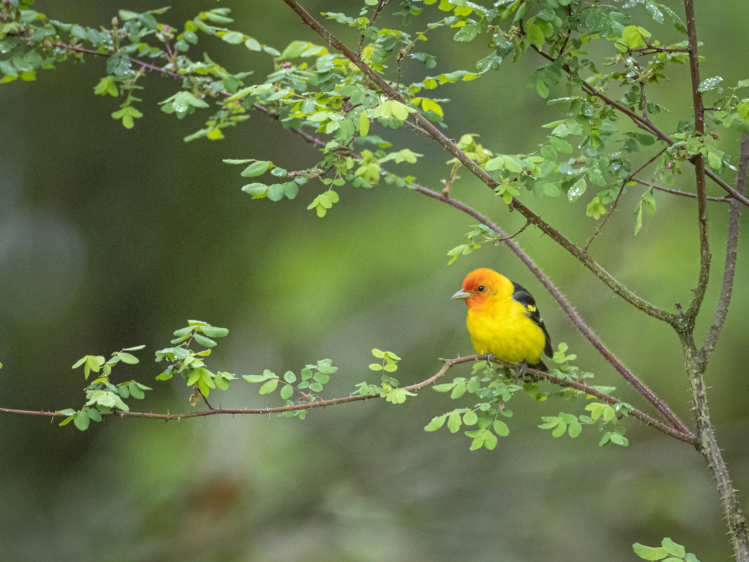 Tanager in the Tree by Ann Kramer