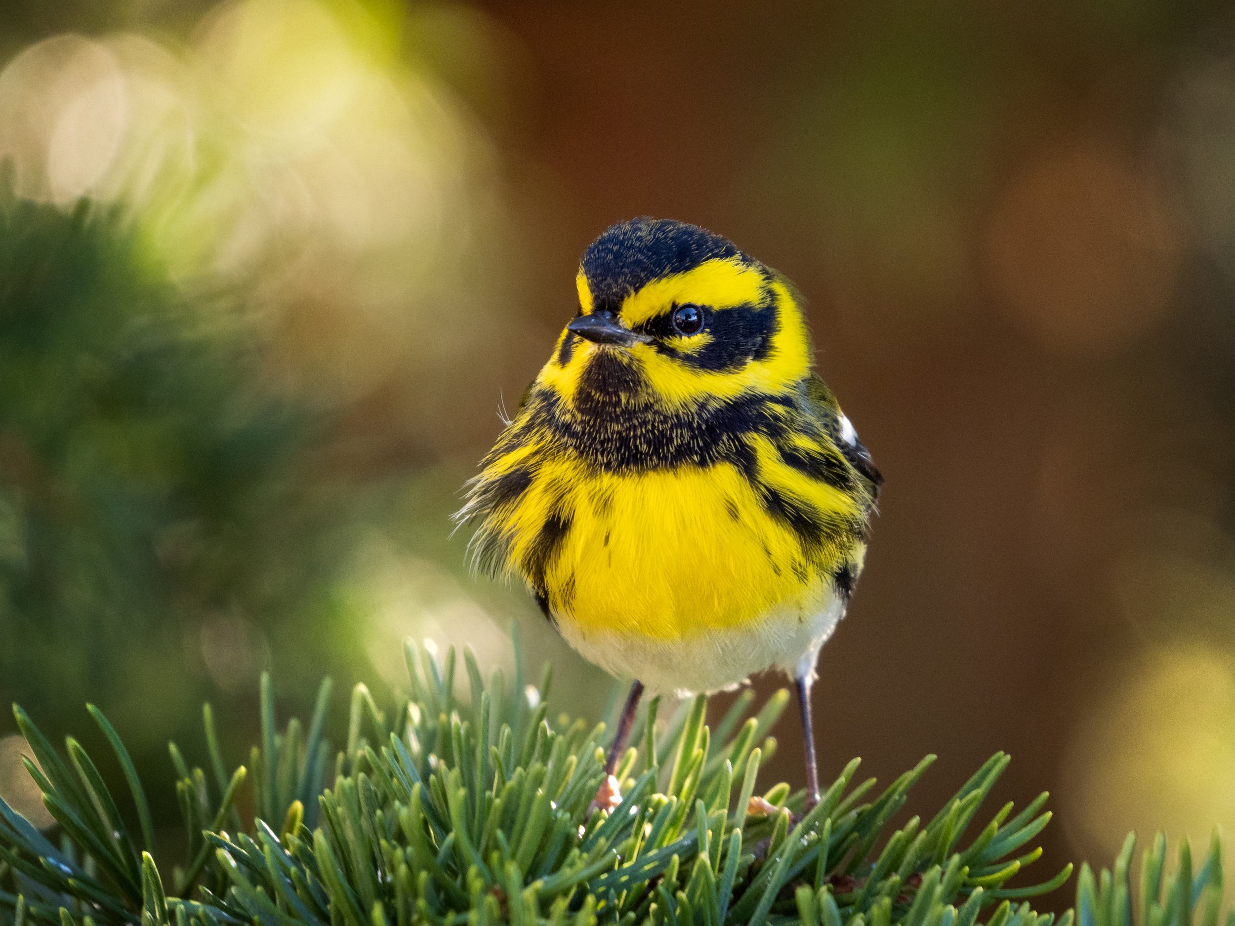 Townsend's Warbler by Burke Smithers