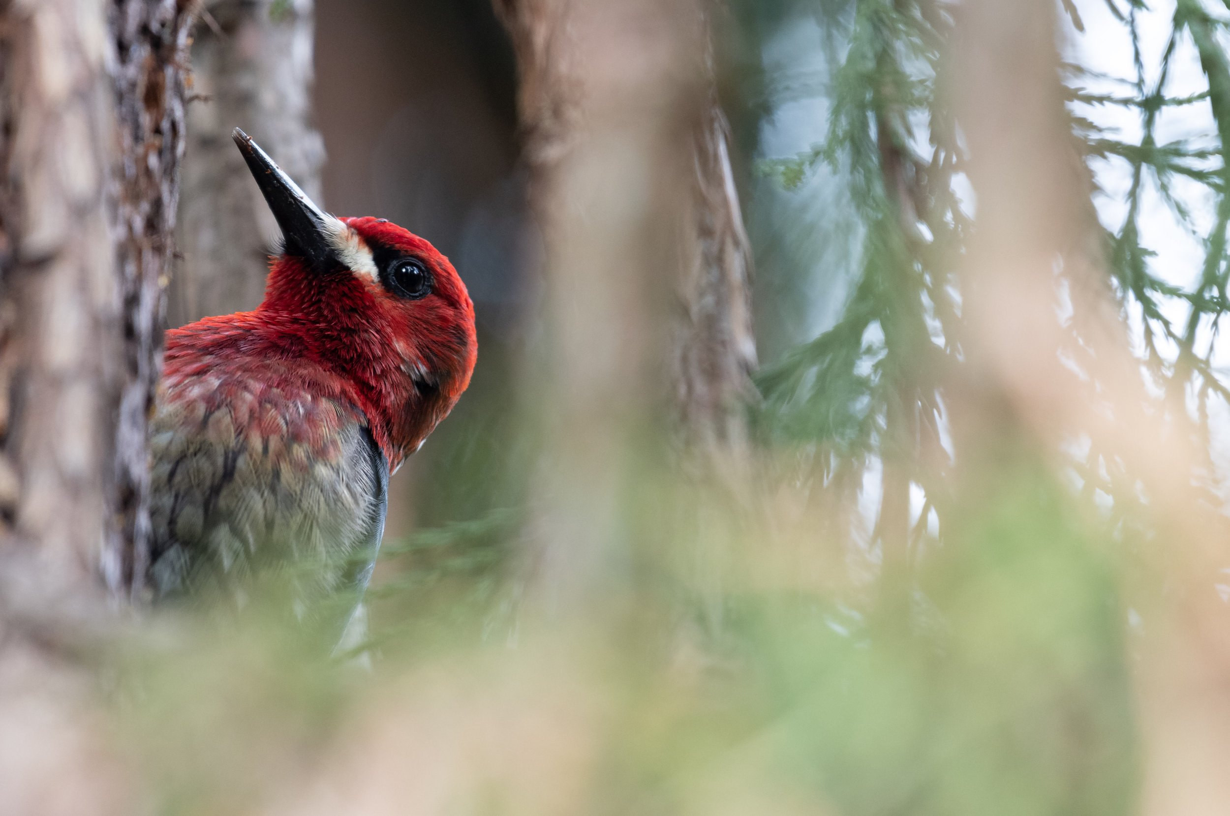 Red-breasted Sapsucker by Arjun Subramanian