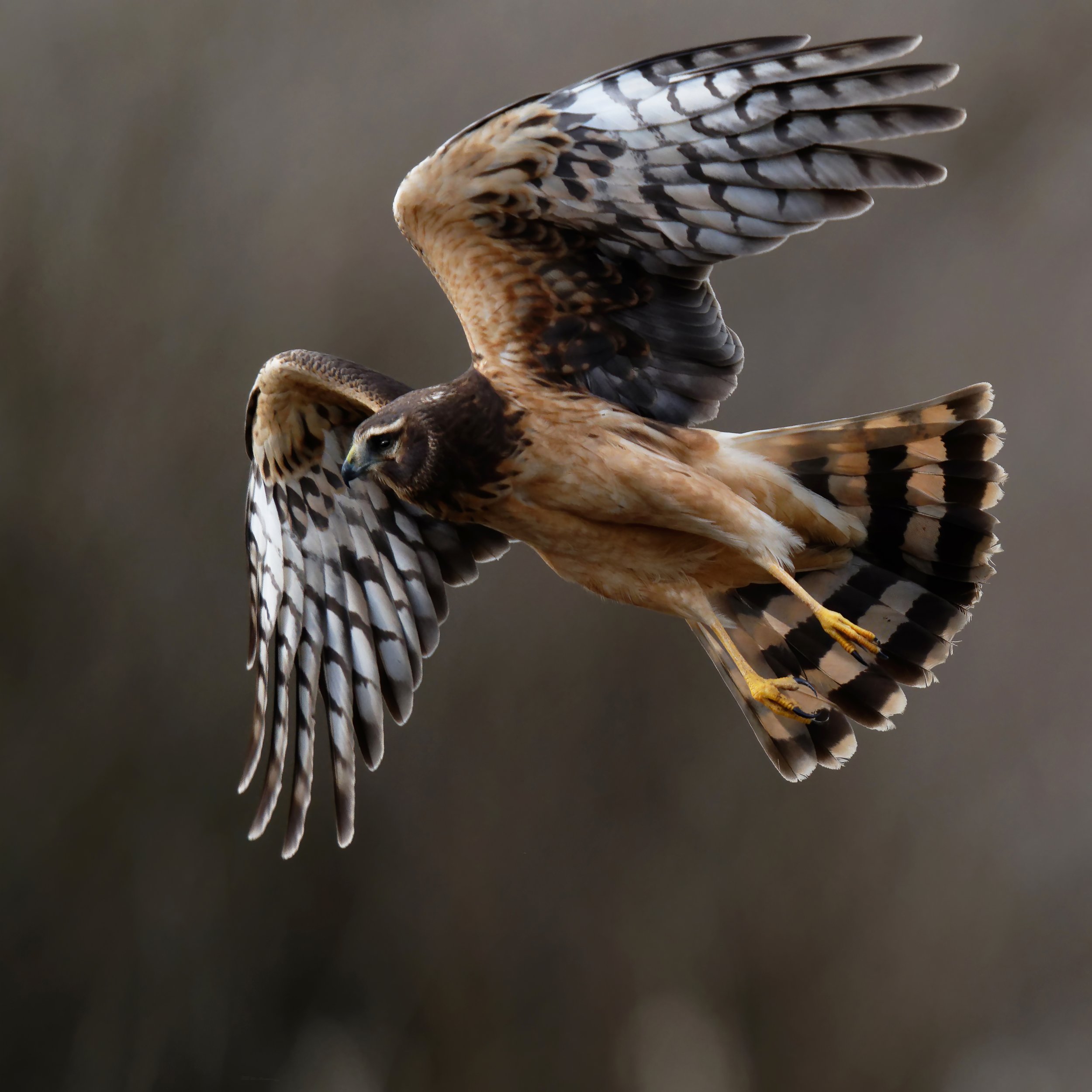 Harrier Hawk Flight by David Reddish