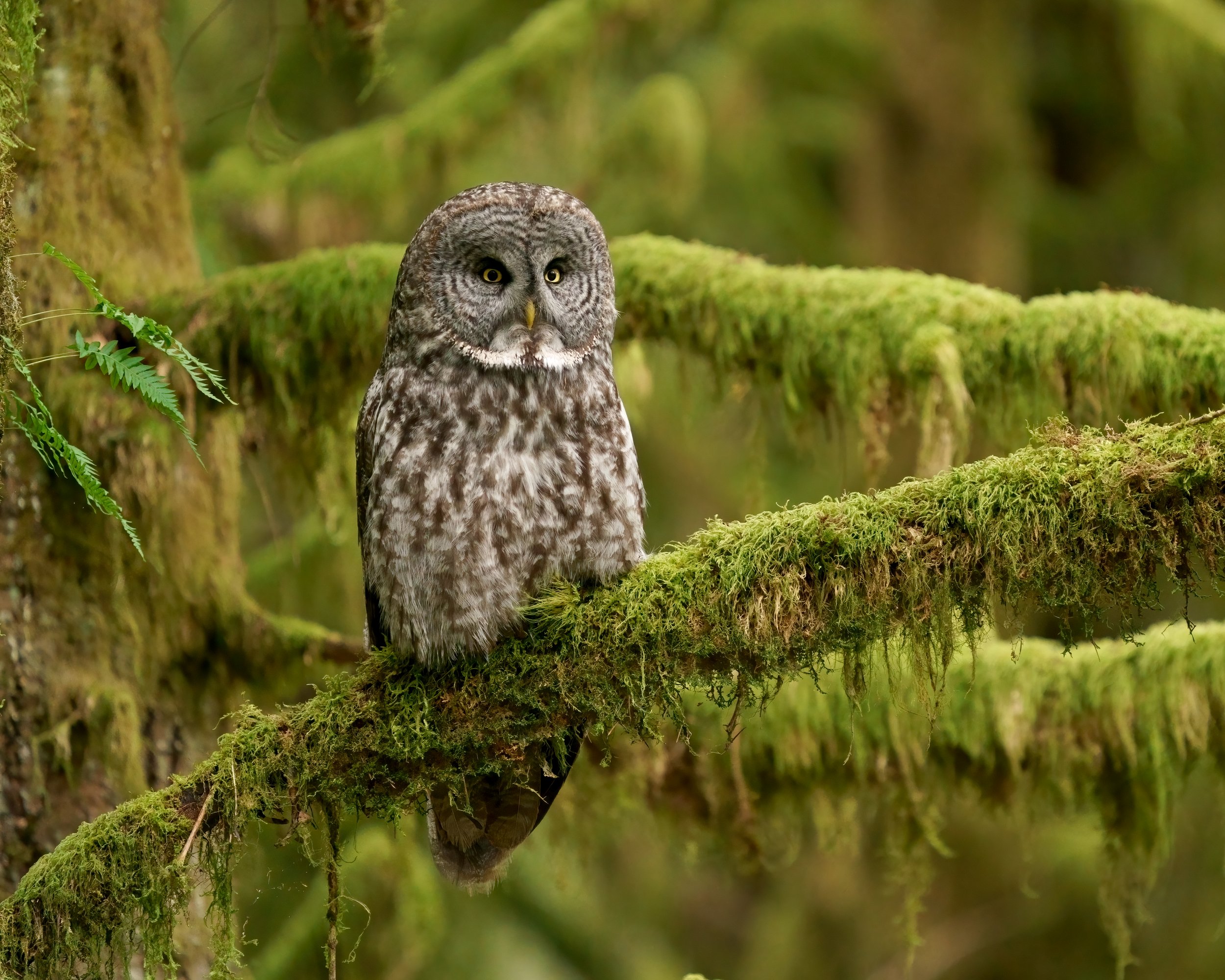 Perched Great Gray Owl by Rex Guichard