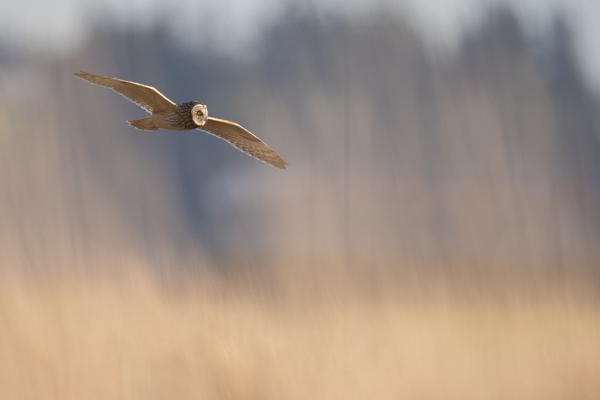 Short-eared Owl through the Grass by Leah Zarin