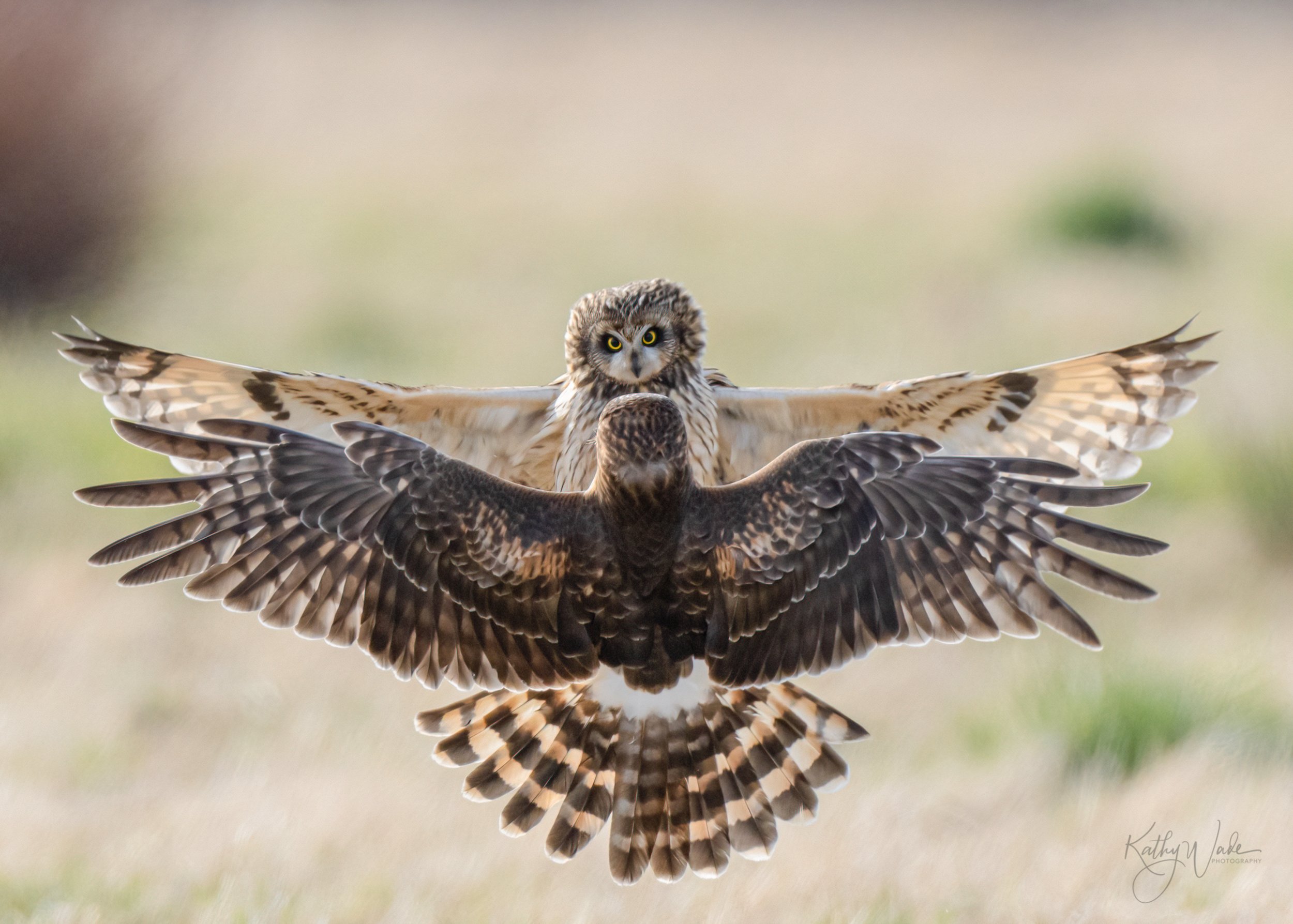Face Off Between Short-eared Owl and Northern Harrier by Kathy Wade