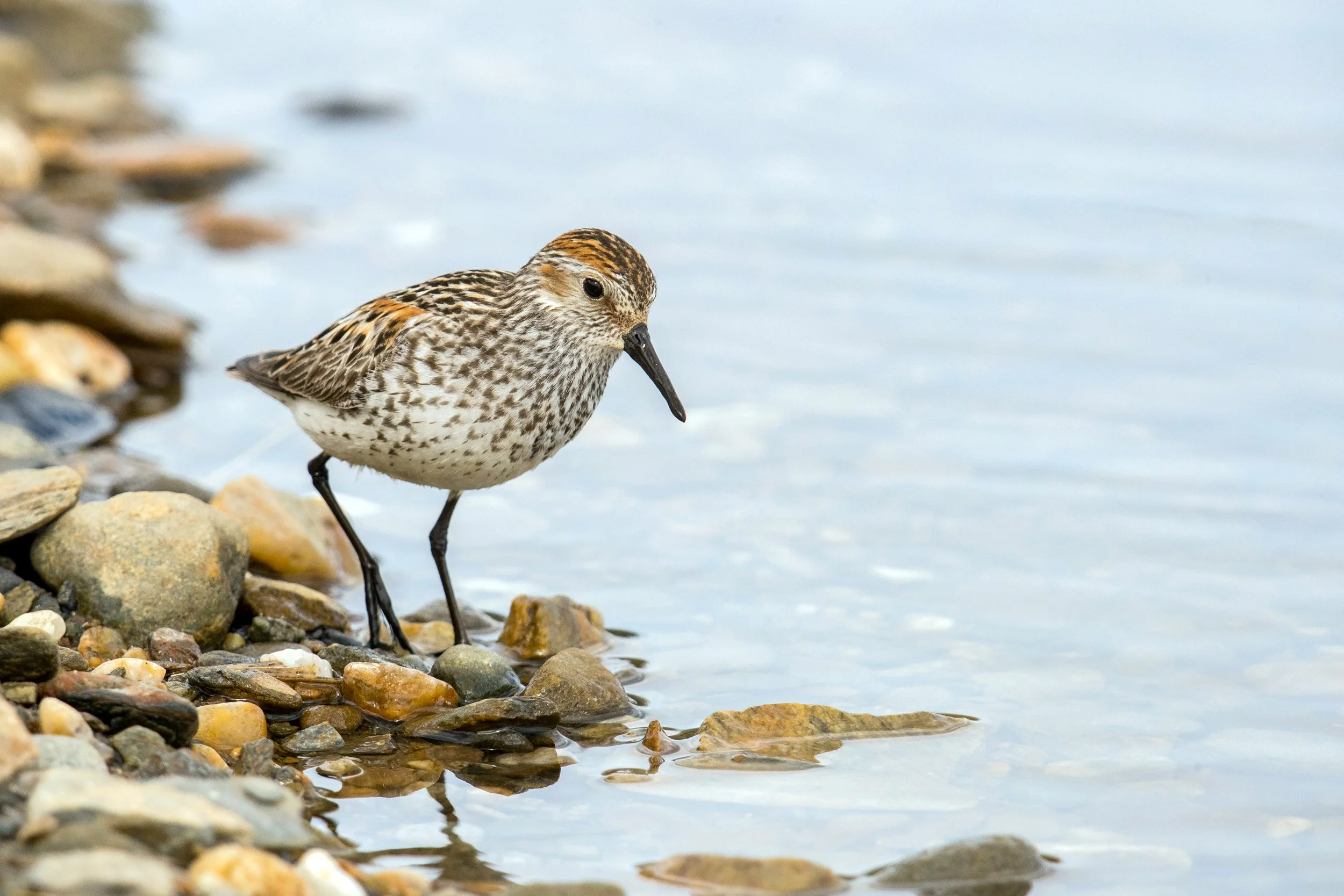 Birding: Jetty Island