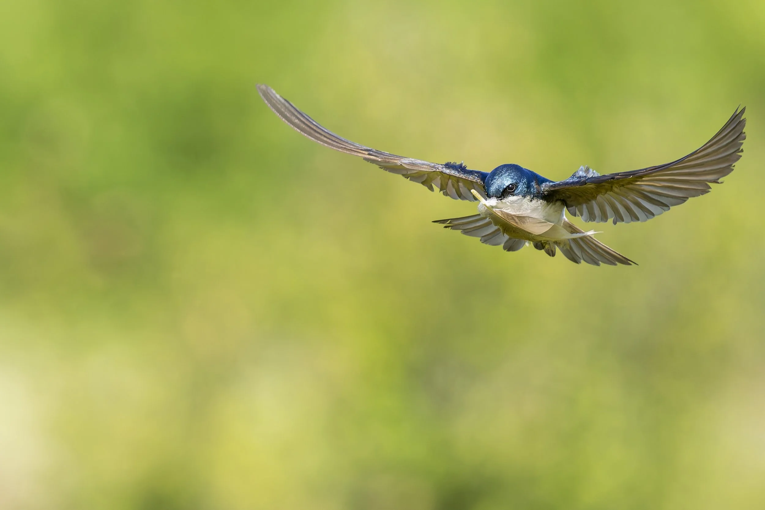 Birding: Big Four Area