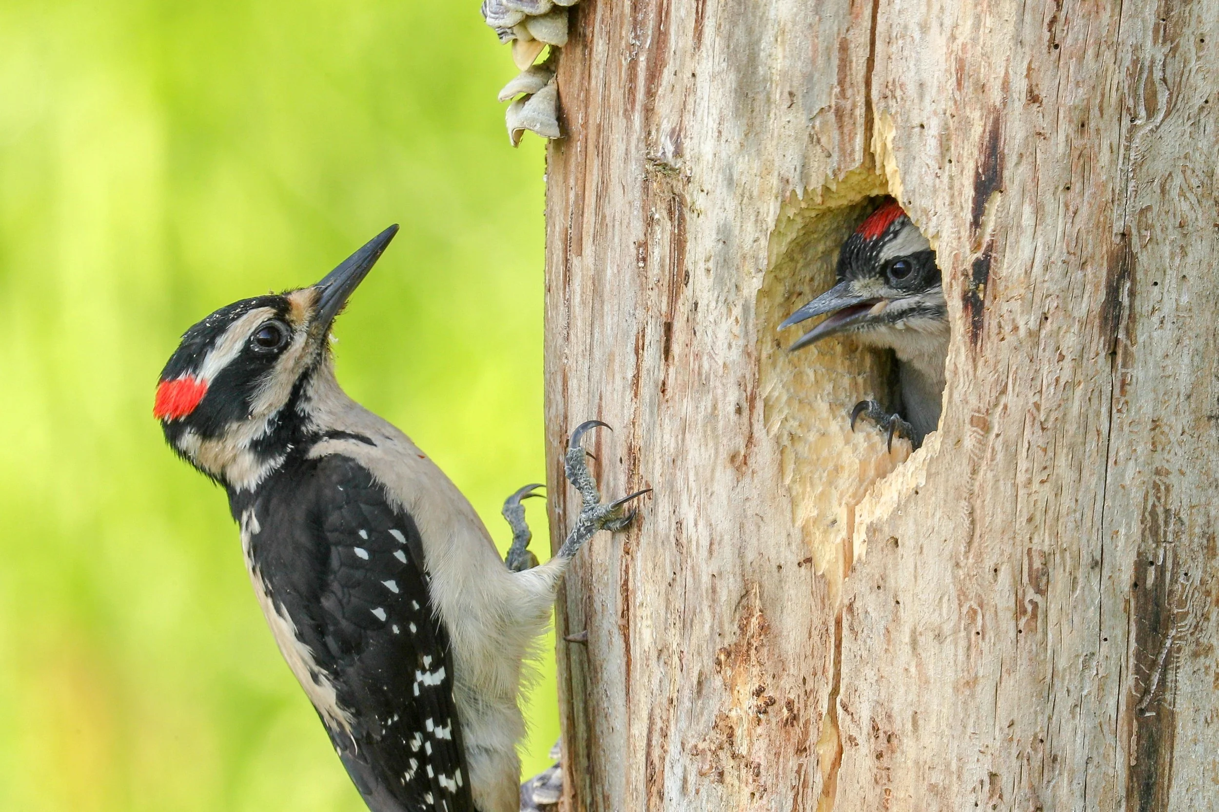 Birding: O.O. Denny Park