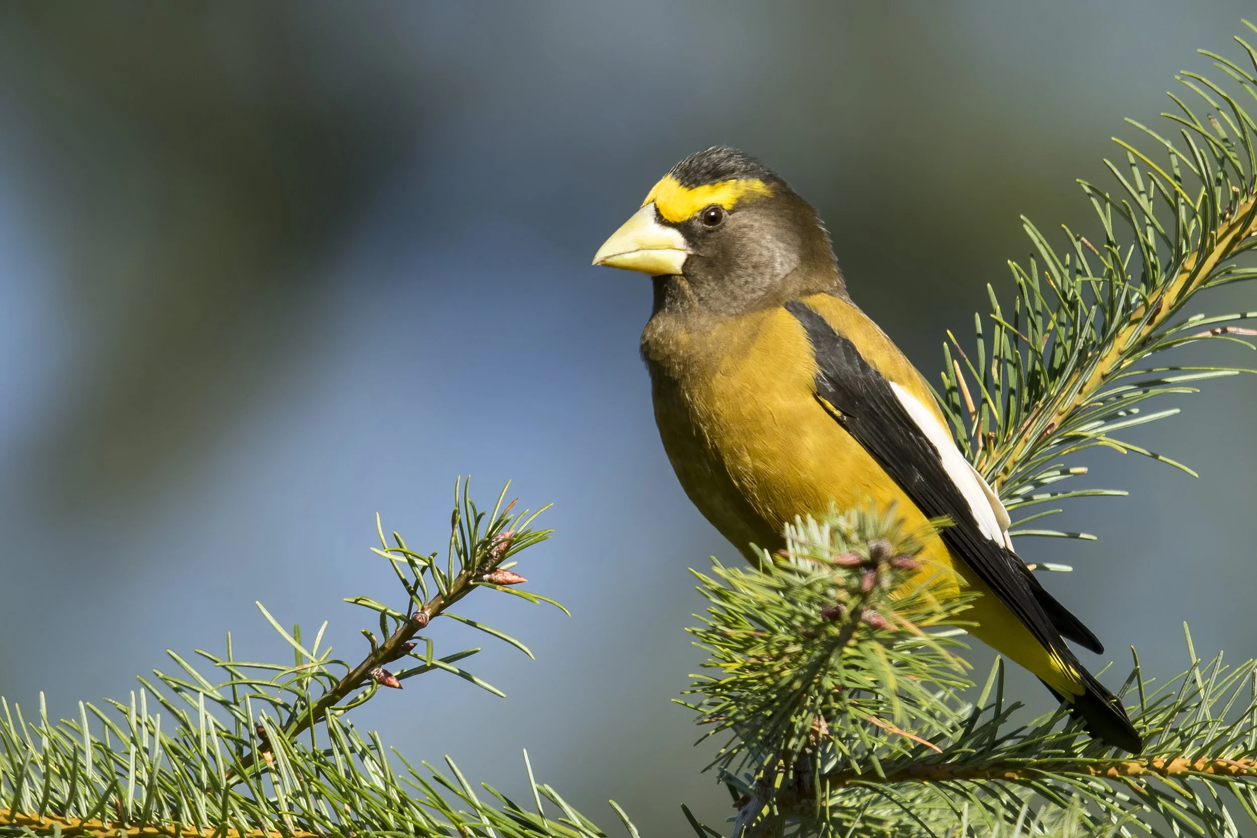 Birding: Darrington