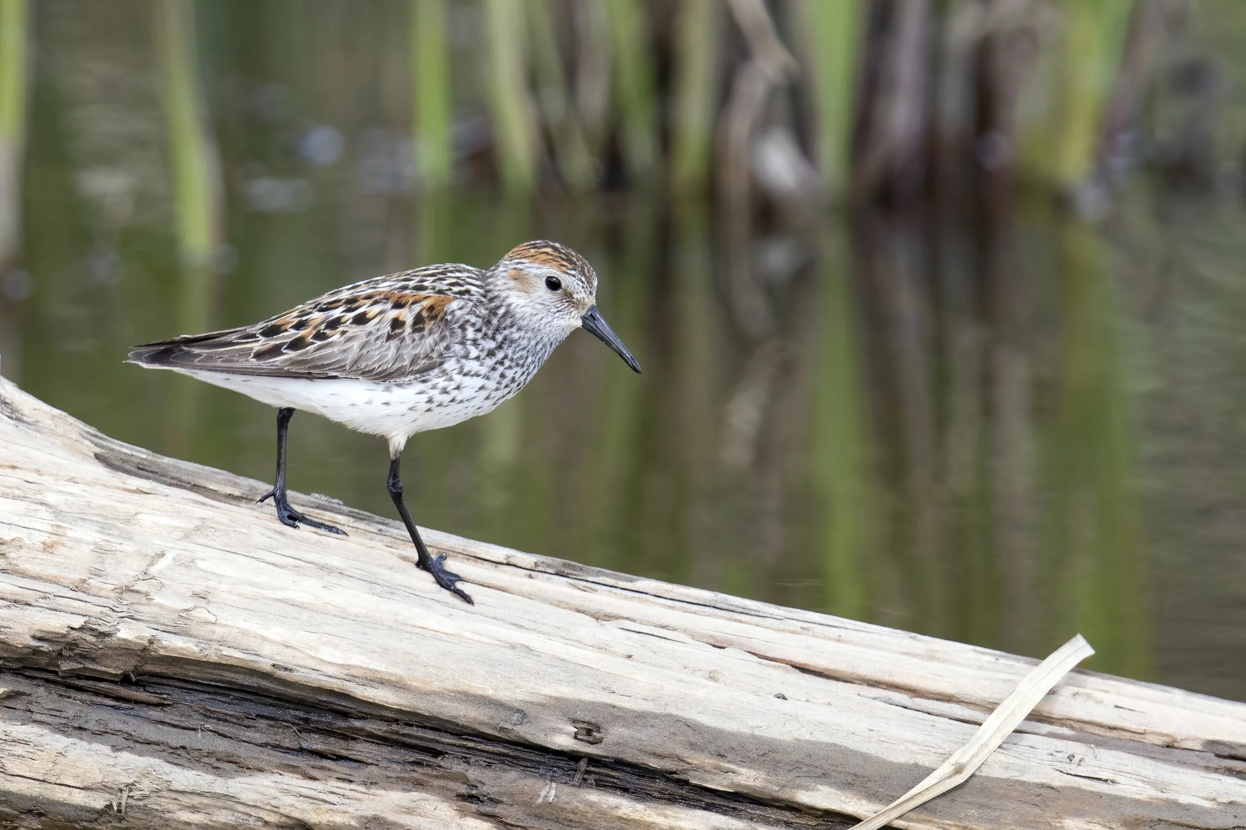 Birding: South Whidbey