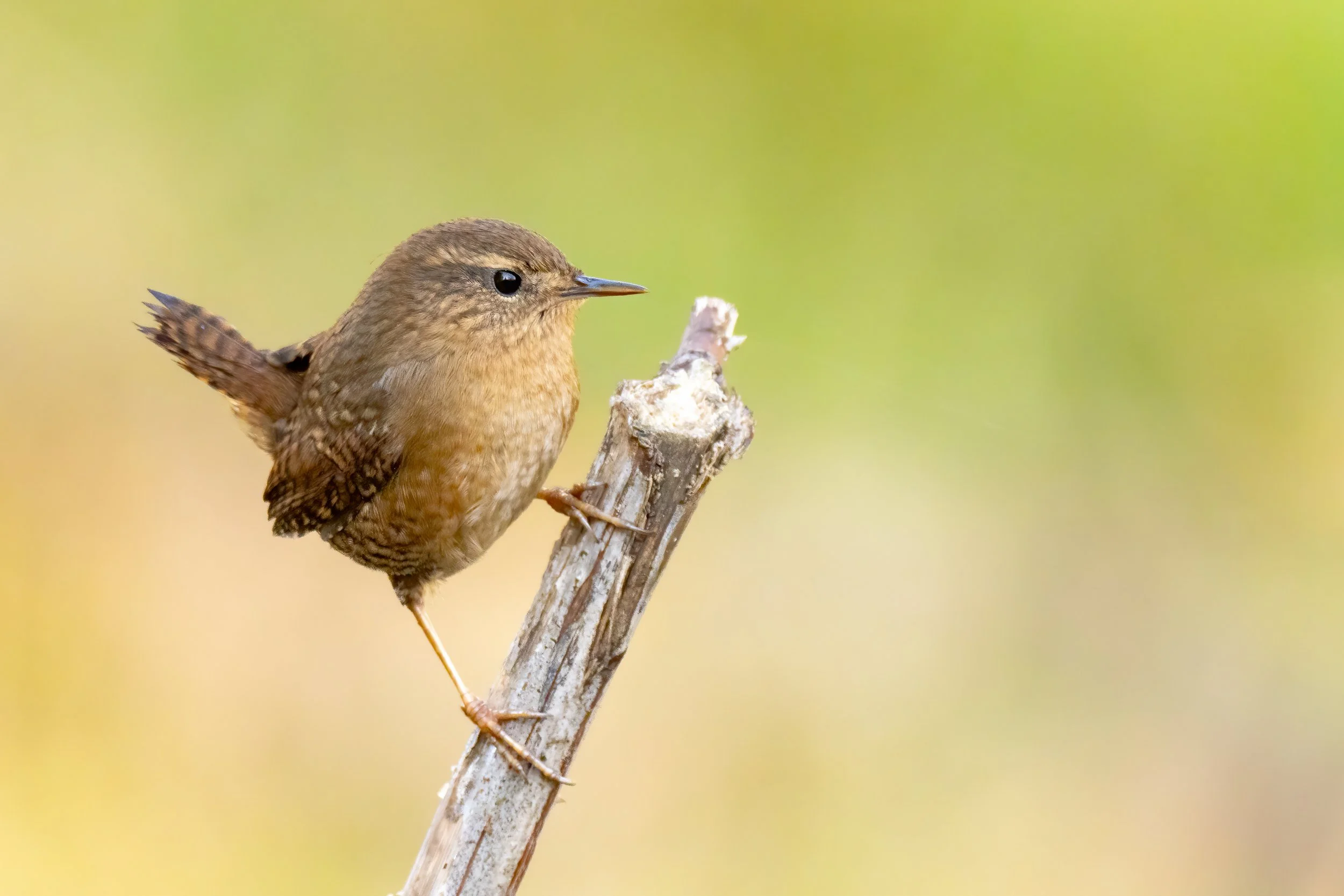 Birding: Lowell Riverfront Park and Forest Park