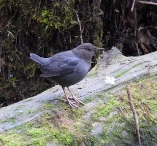 Birding: Sultan