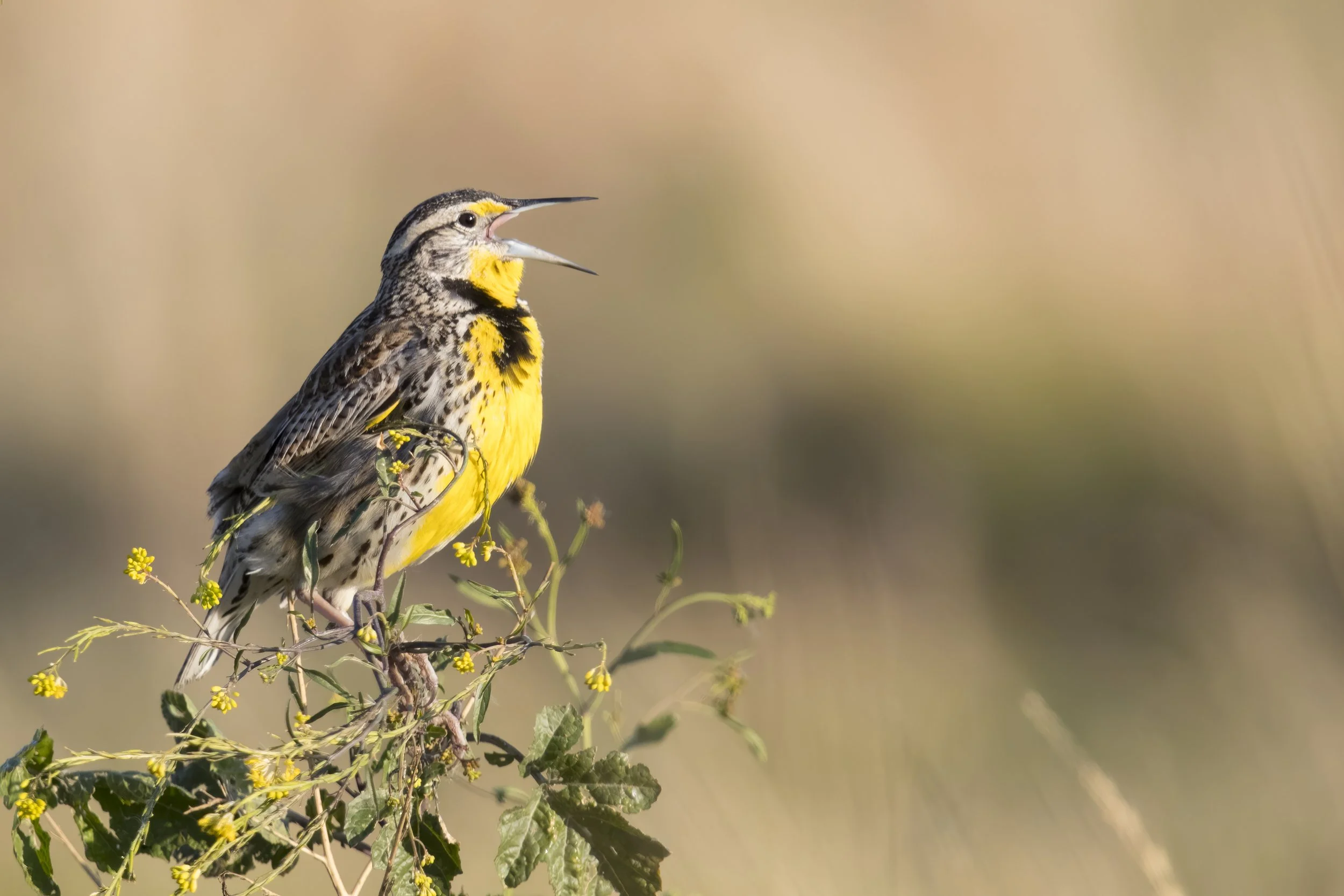 Birding: Ellensburg Area