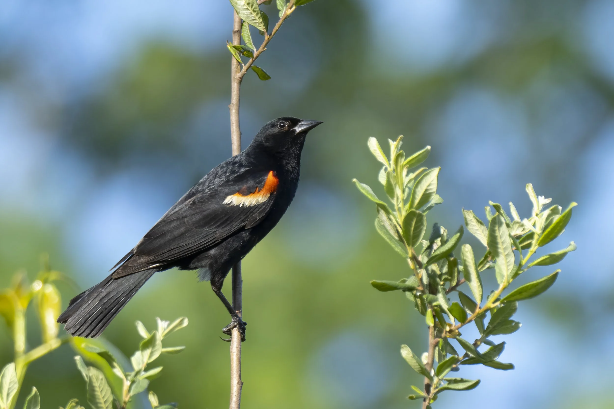 Birding: Wallace Swamp Creek Park