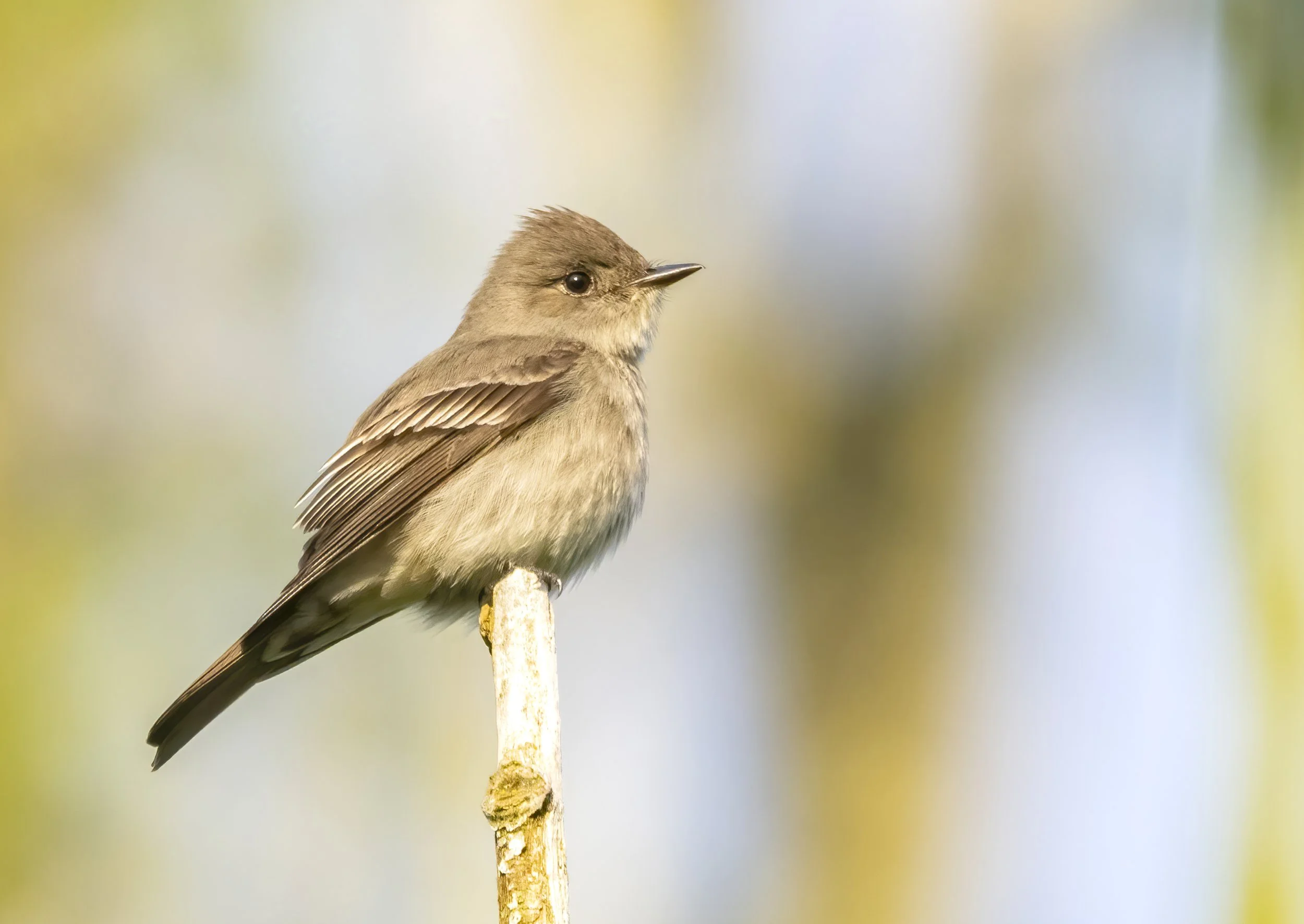 Birding: Willis Tucker and Bob Heirman