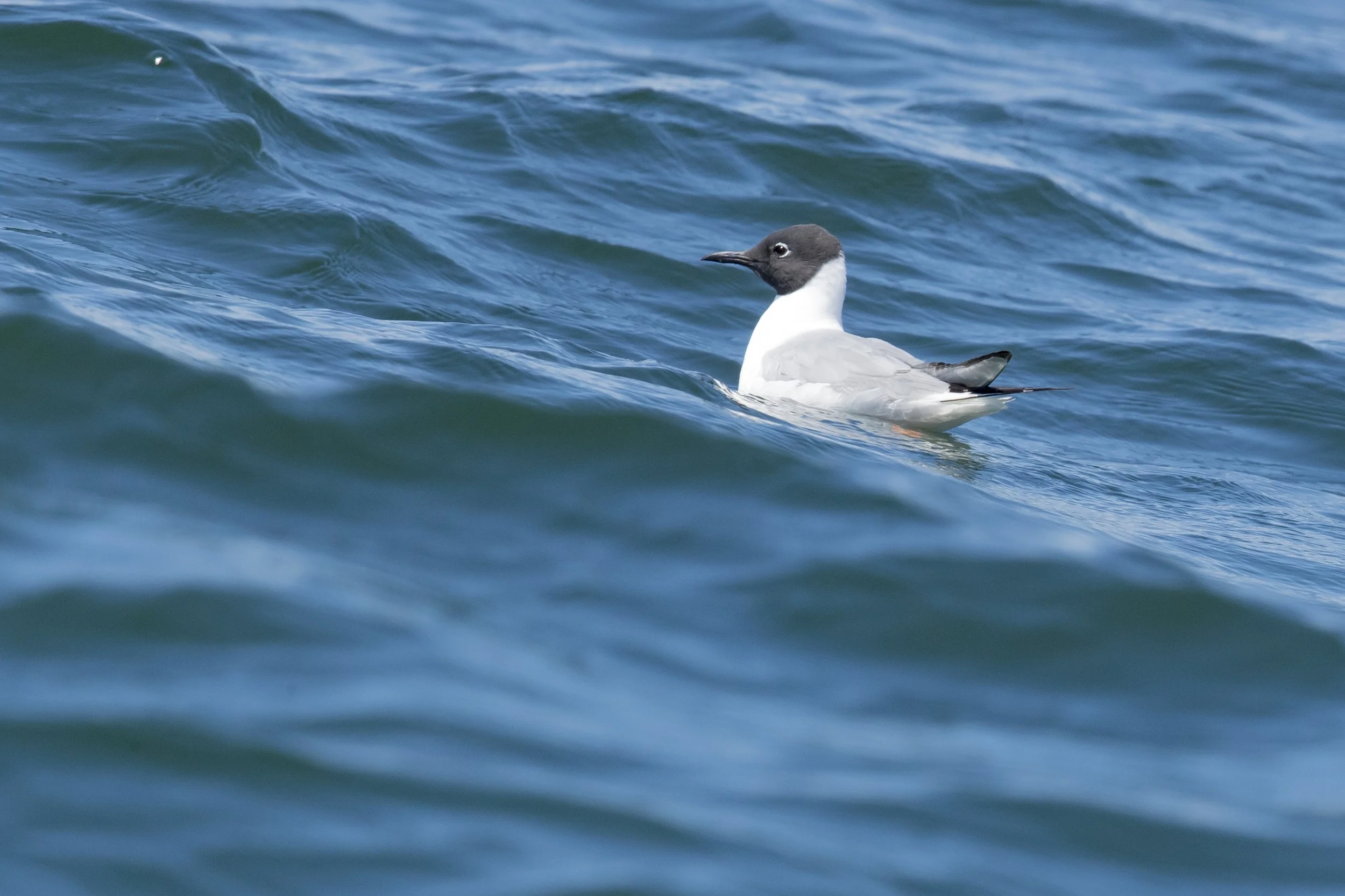 Birding: Sequim