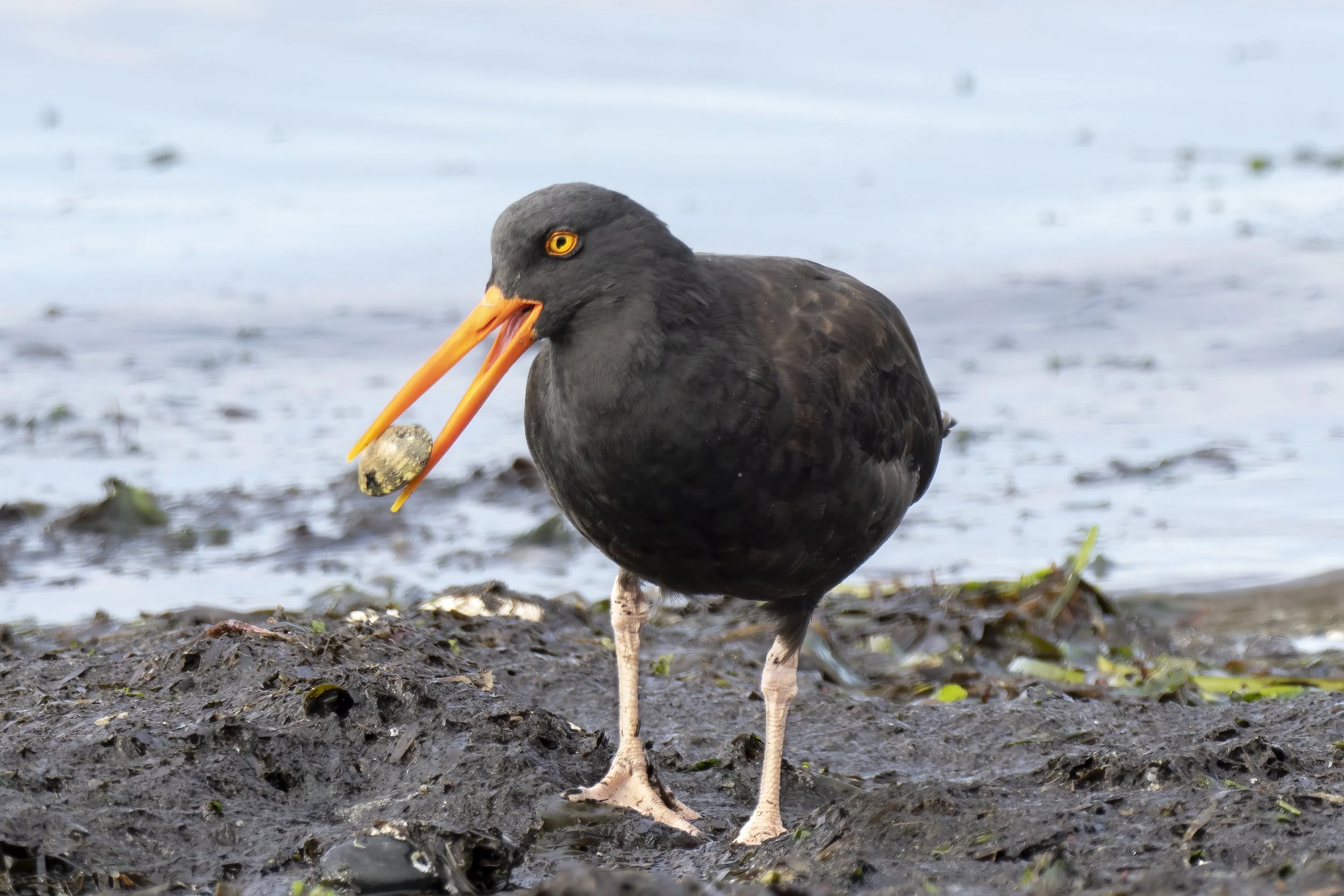 Birding: Mid-Whidbey