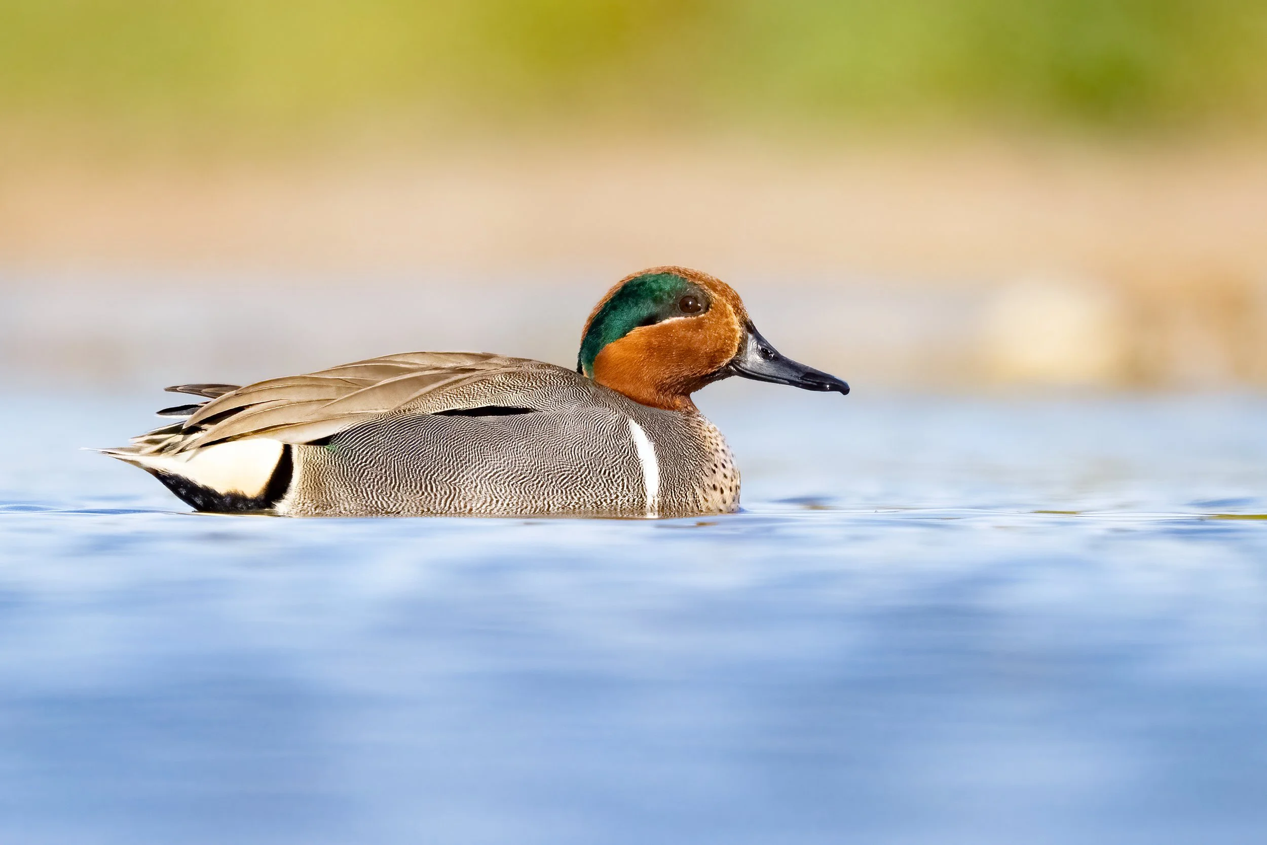 Birding: Spencer Island