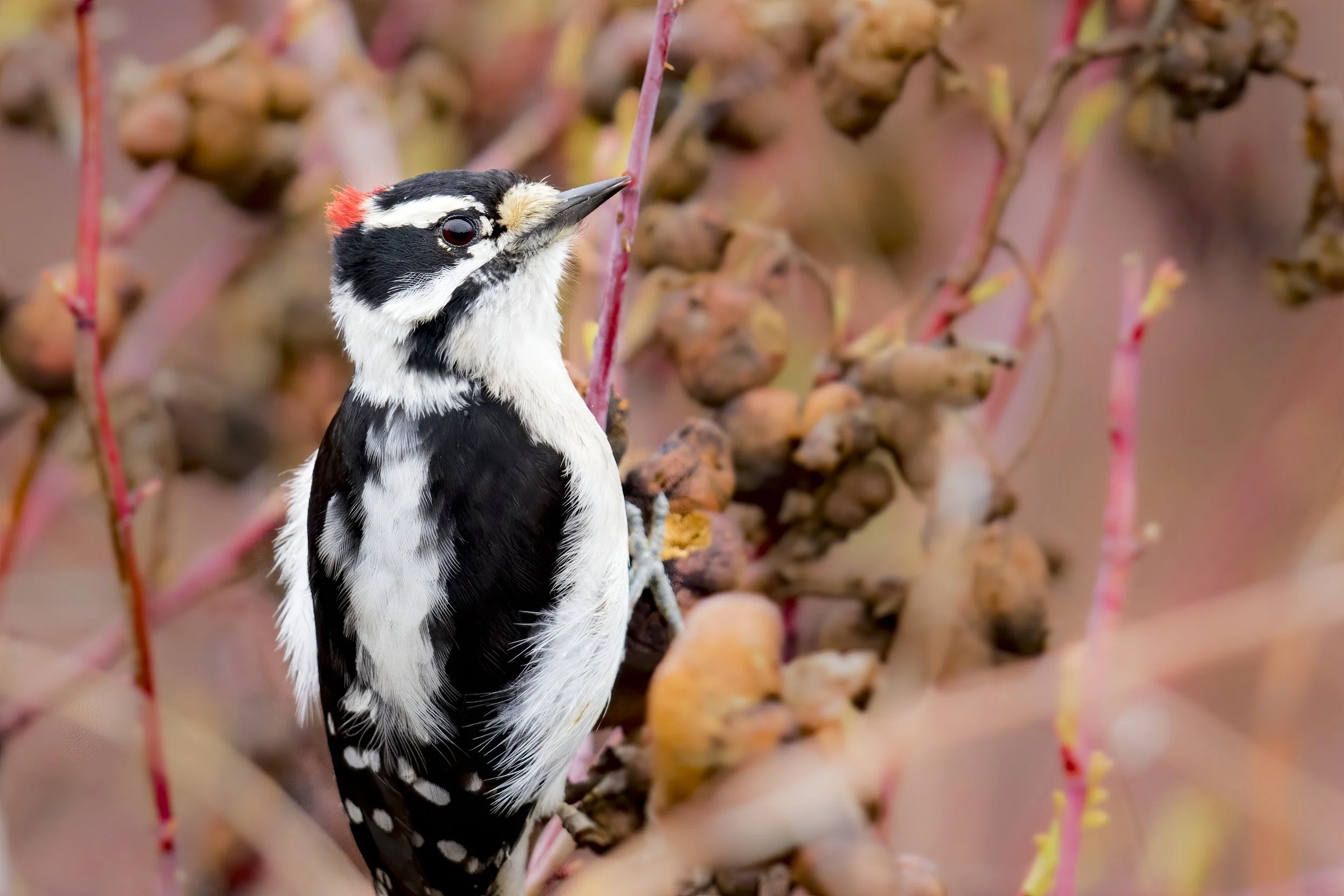 Birding: Wallace Swamp Creek Park