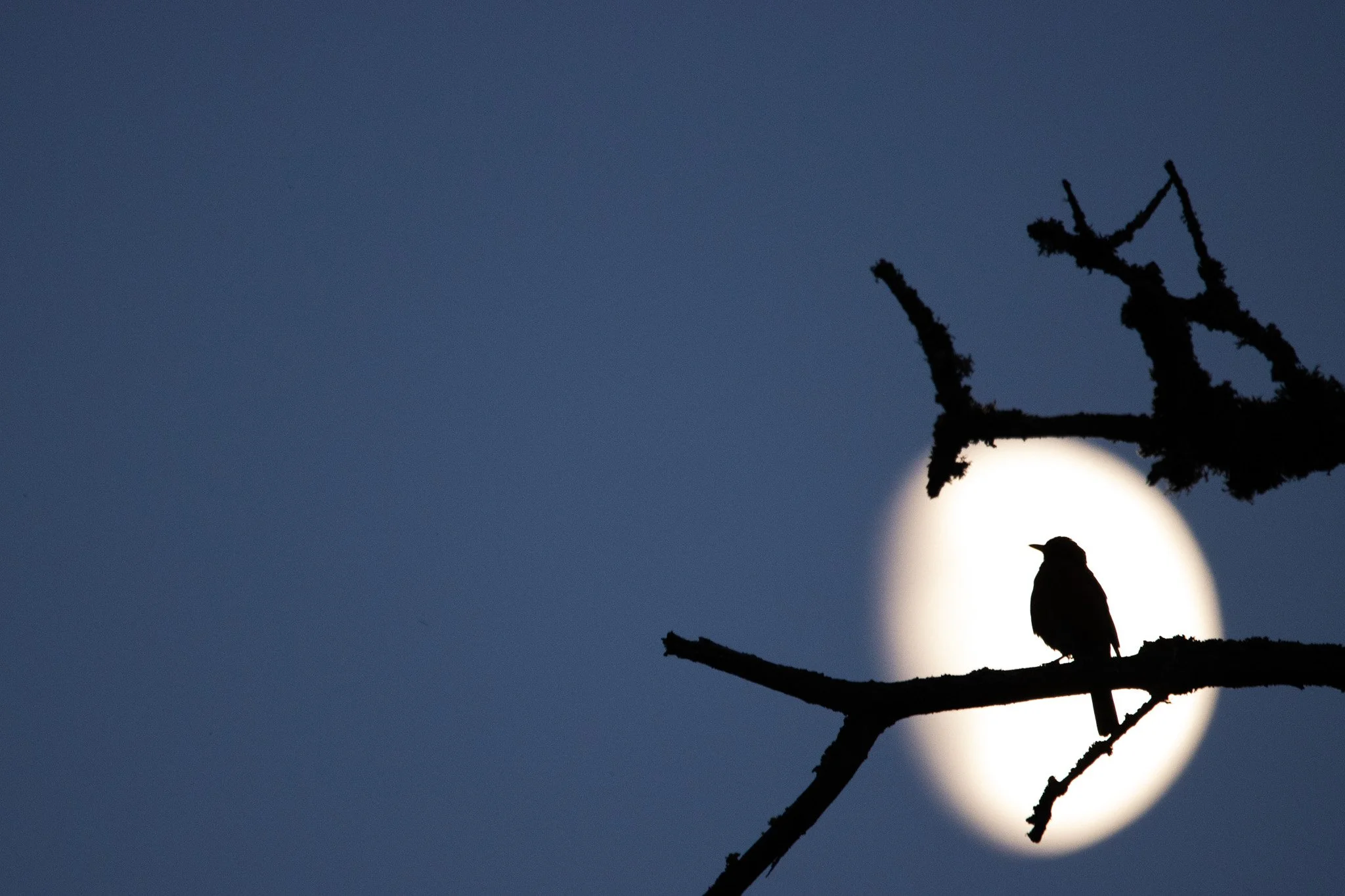 Moon Robin by Krishna Ilavelan