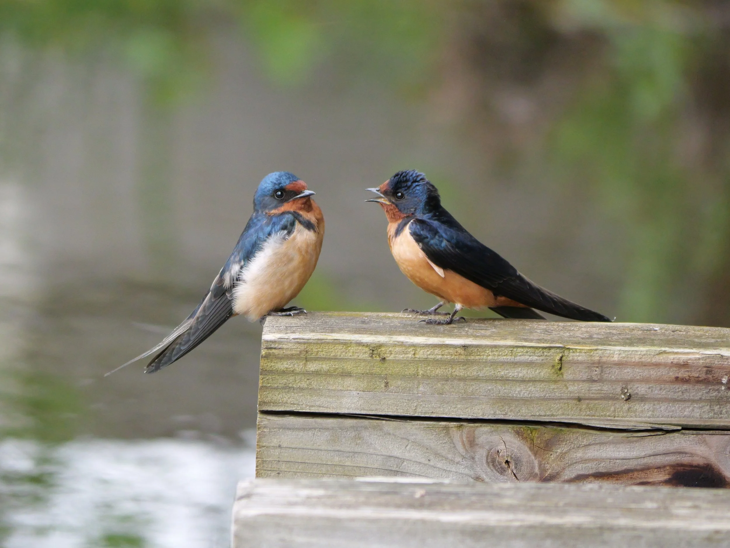 Swallow Talk by Nadia Weidner