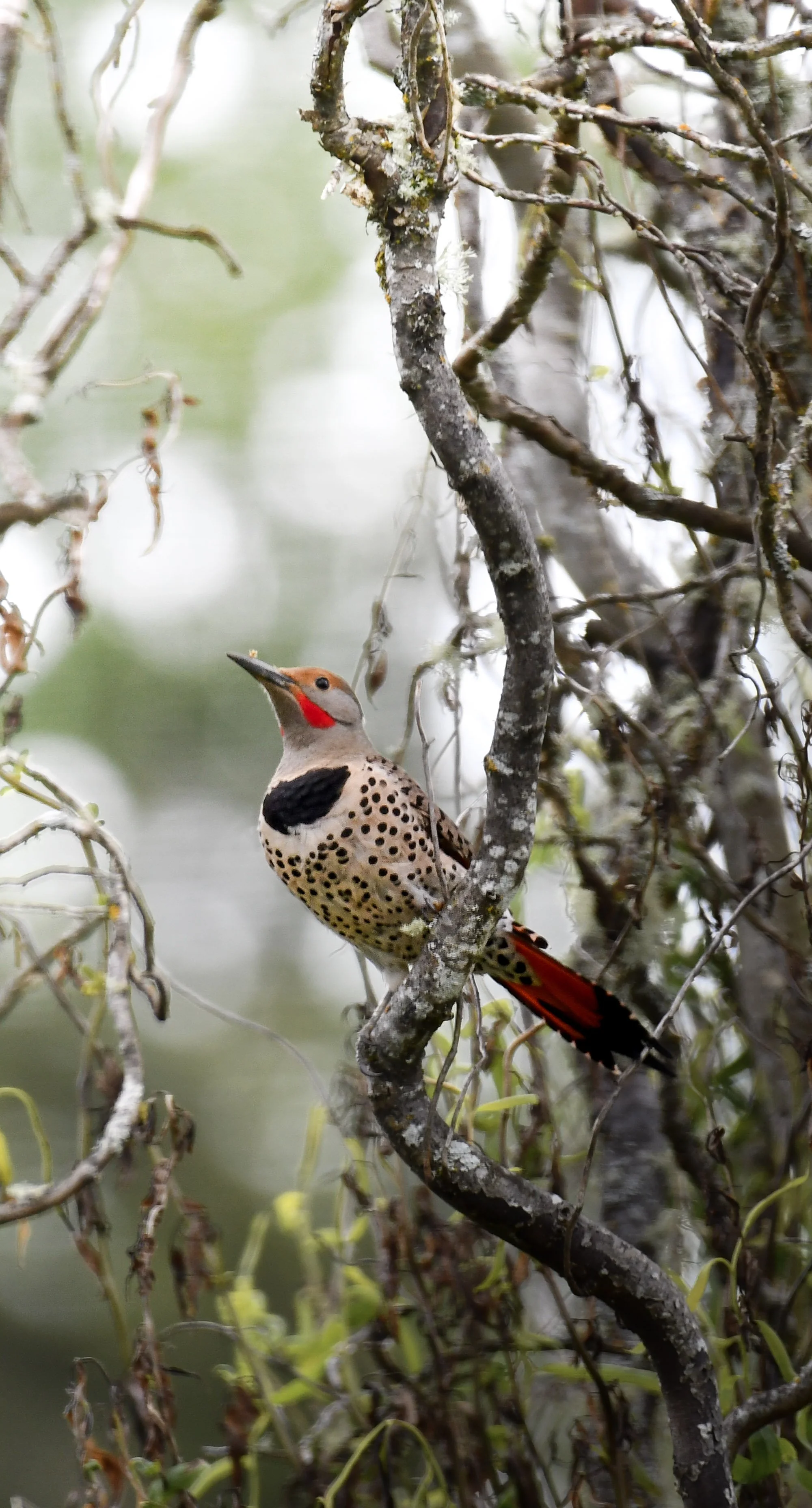 Northern Flicker by Anneliese Ballou