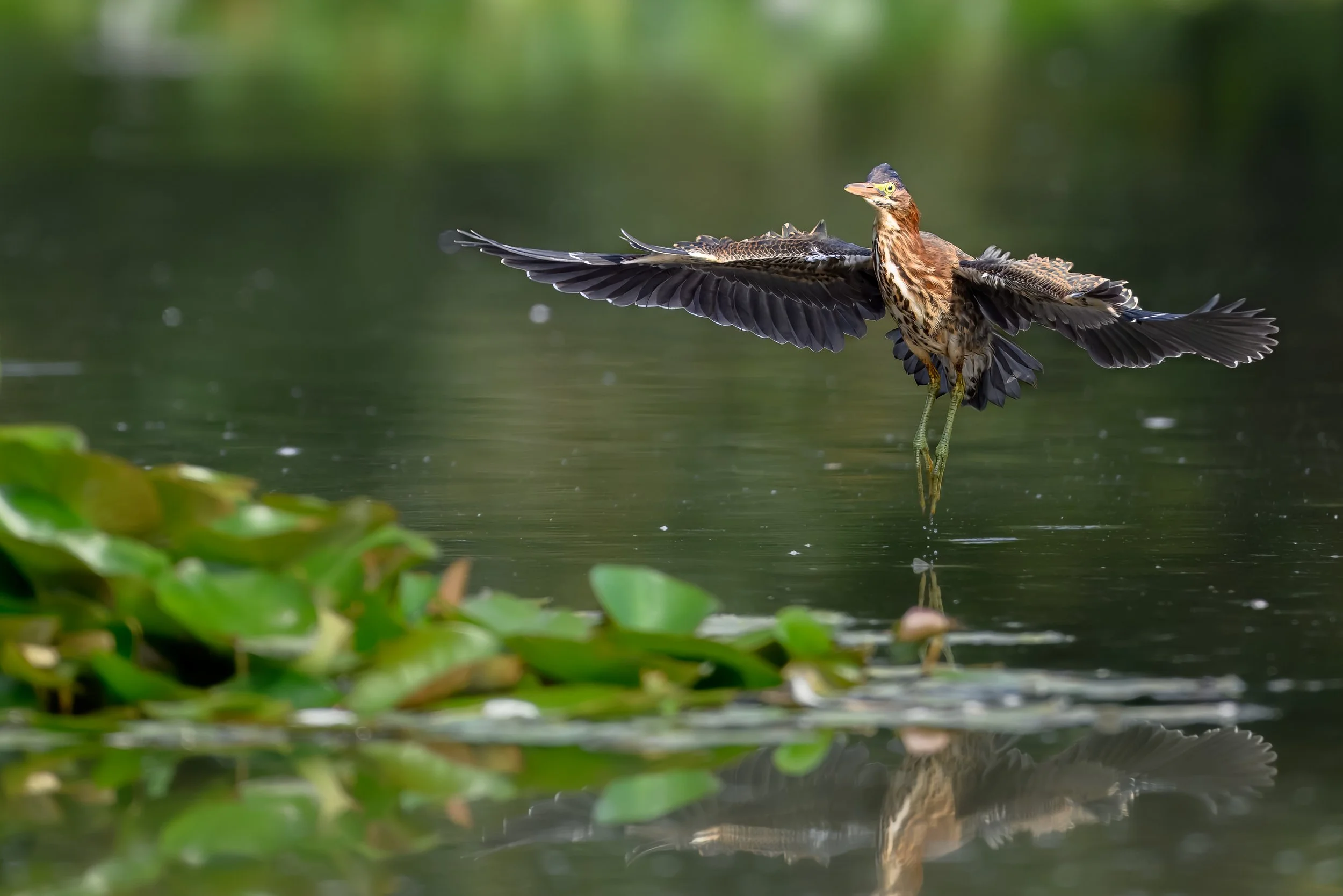 Graceful Landing by Angie Cahill