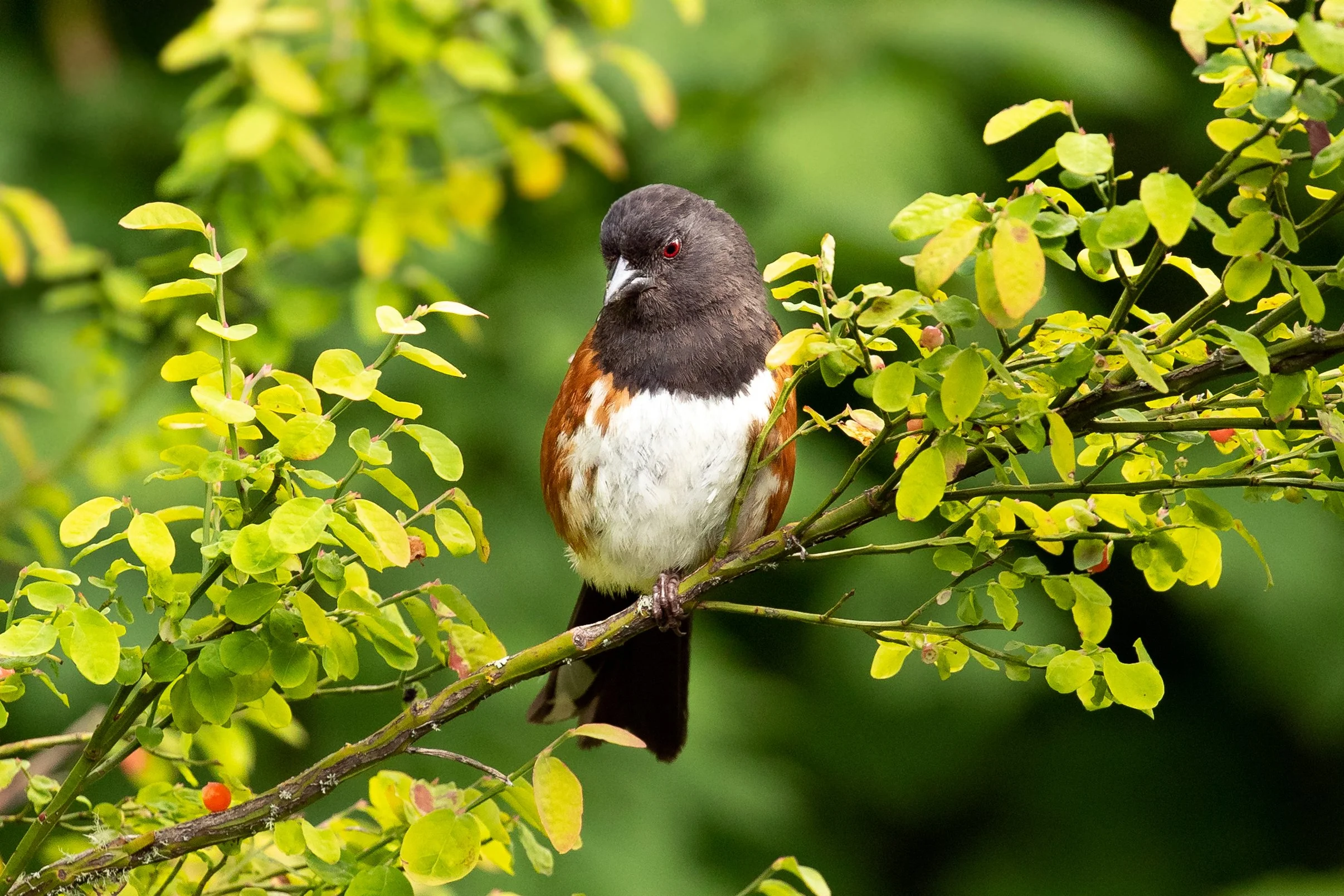 Birding: Sultan River, Osprey Park