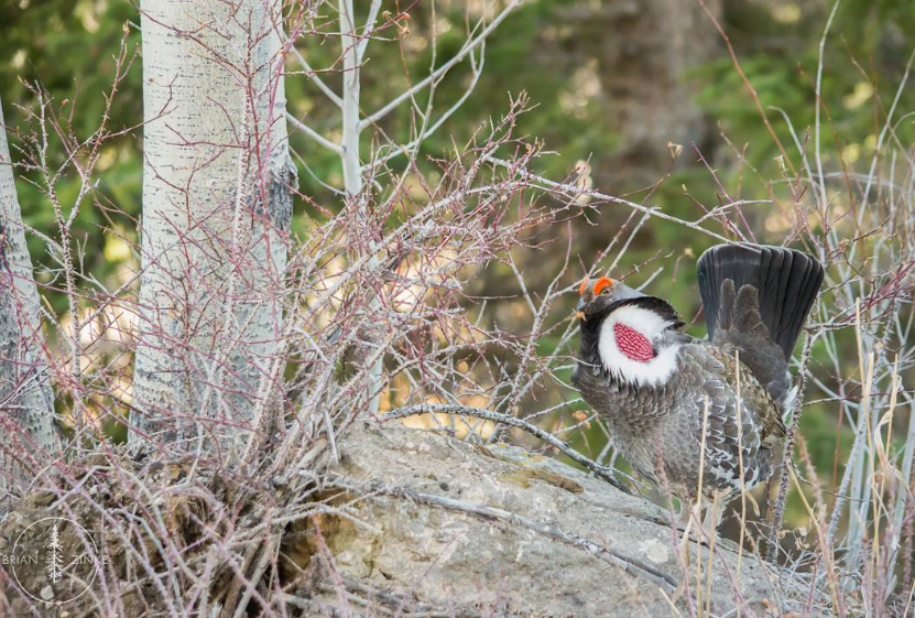 [Online Class] Grouse