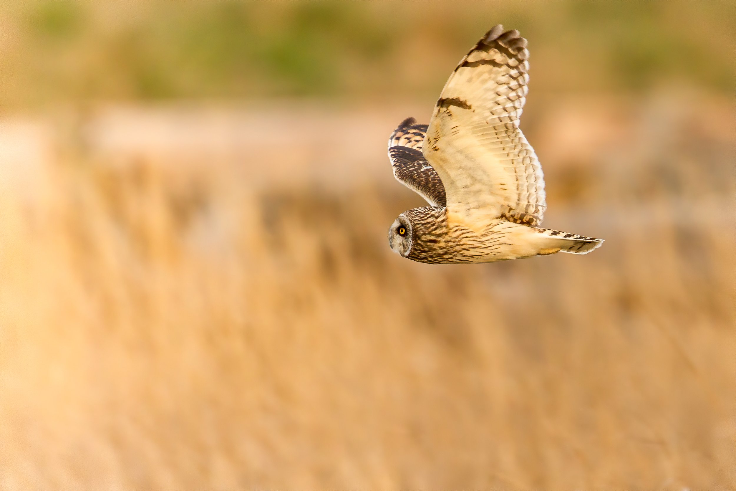 Birding: Lake Terrell, Sandy Point &amp; Lummi Flats
