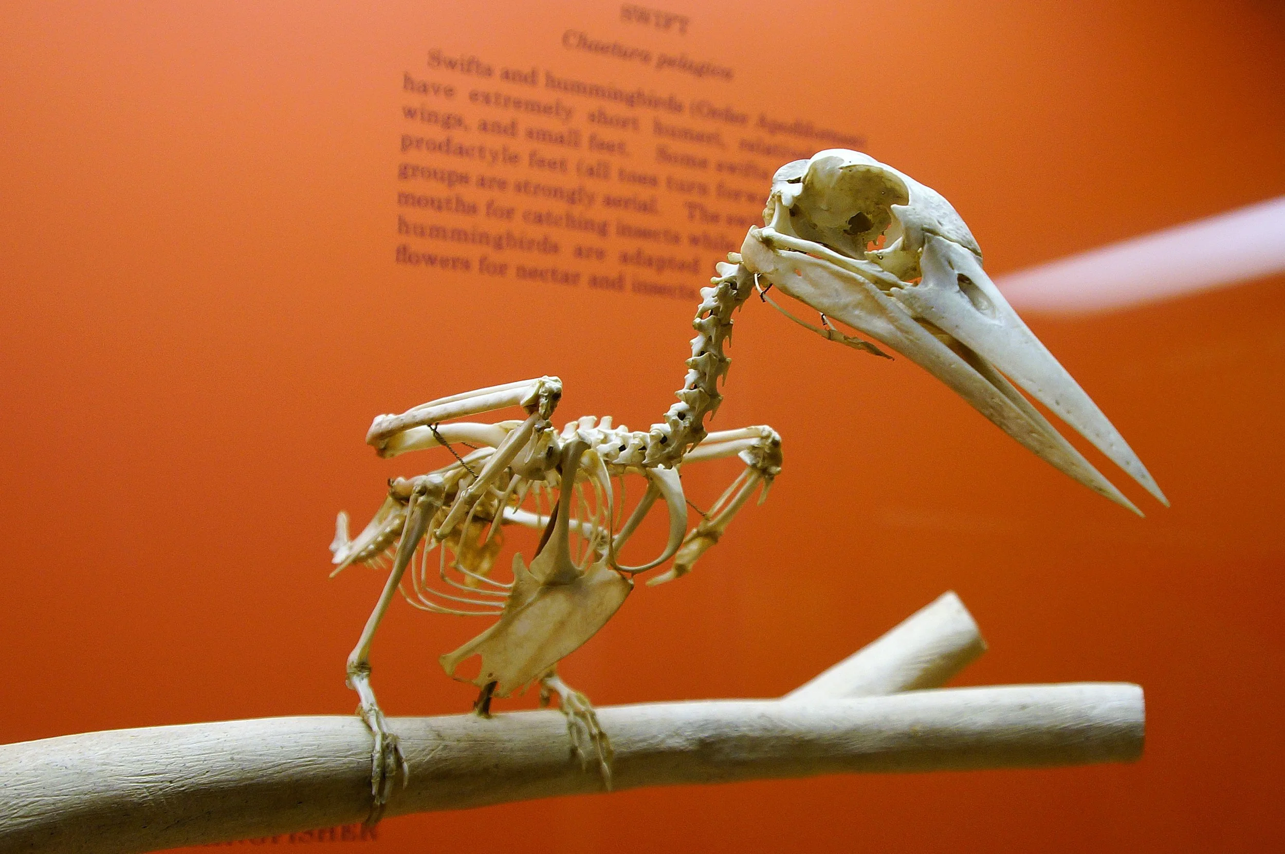 [Online Class] Under the Skin with Bird Bones and Skeletons