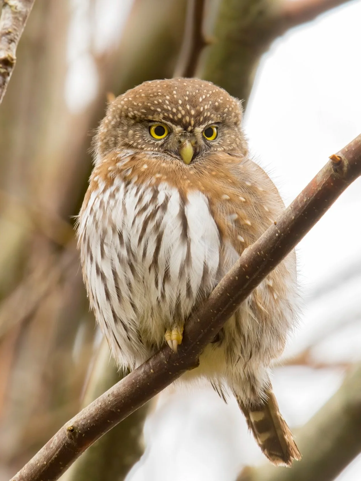 Class: All About Owls - Session #3