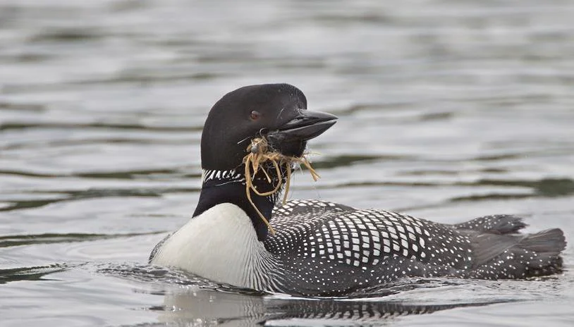 Monthly Programs — Pilchuck Audubon Society