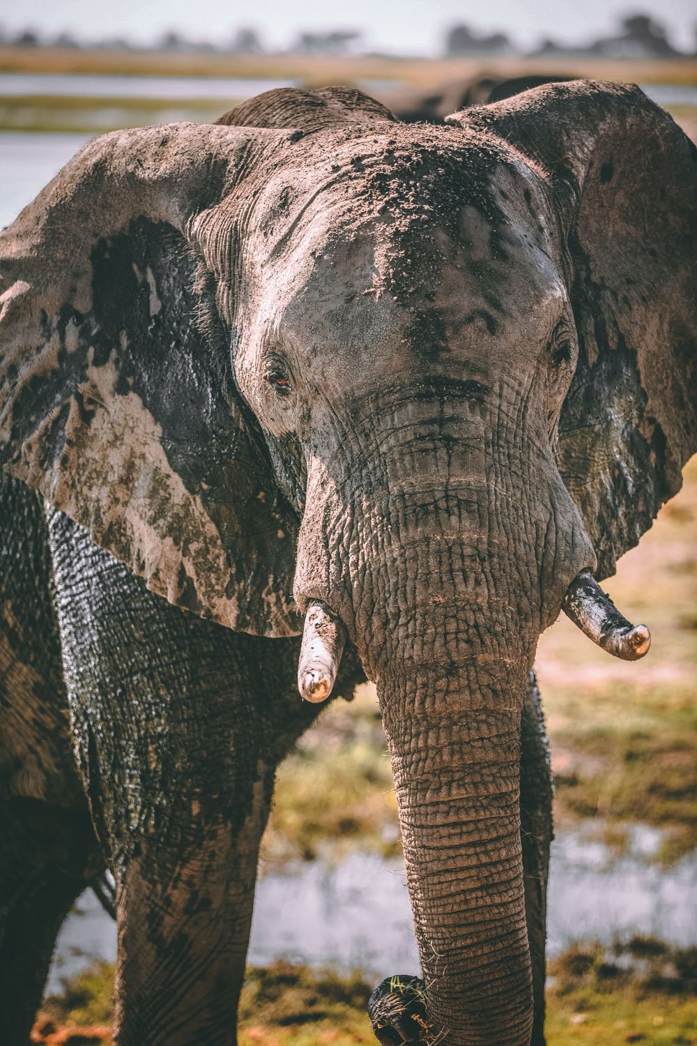 africa-zimbabwe-kenya-101.jpg