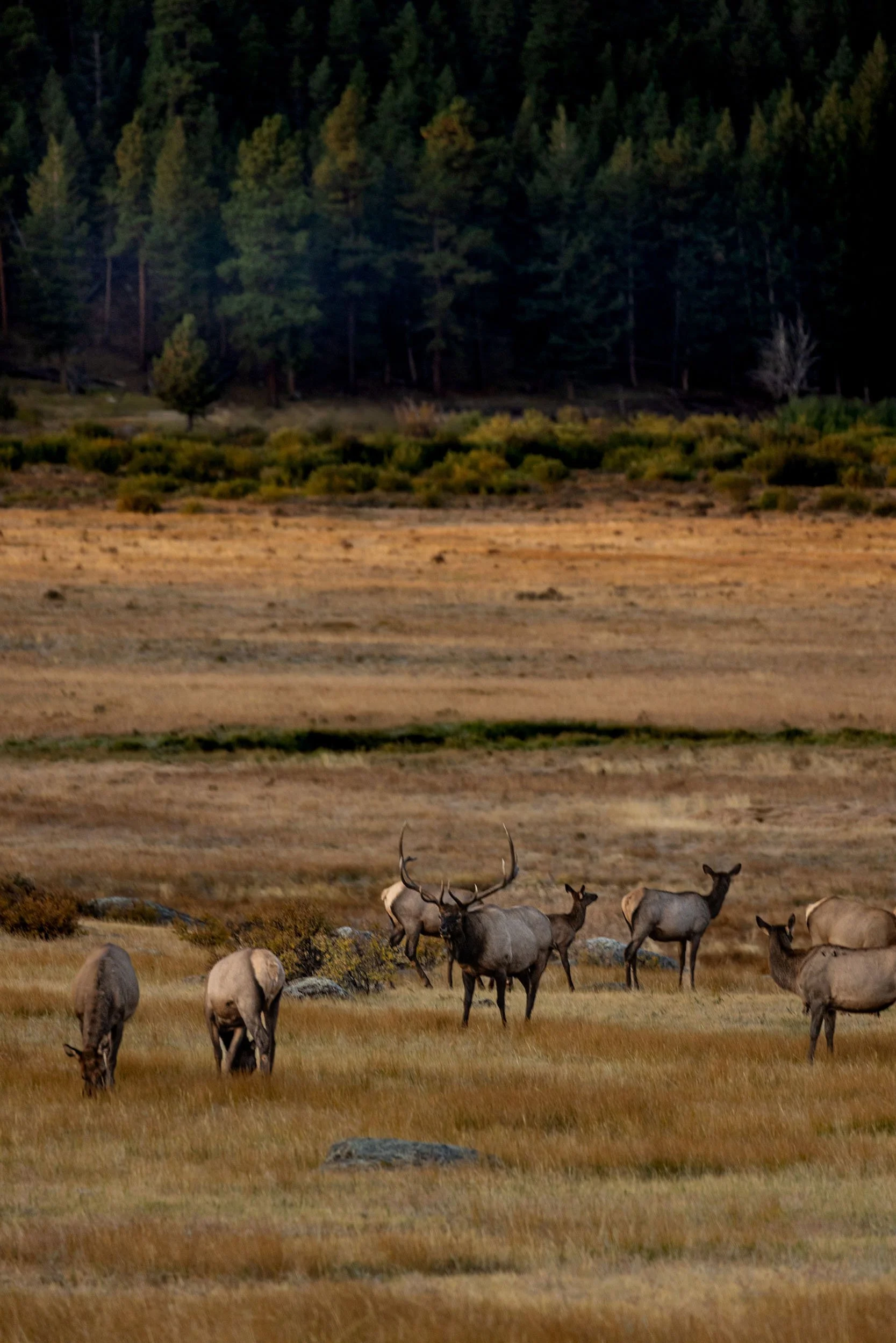 Elk-Wyoming-2021.jpg