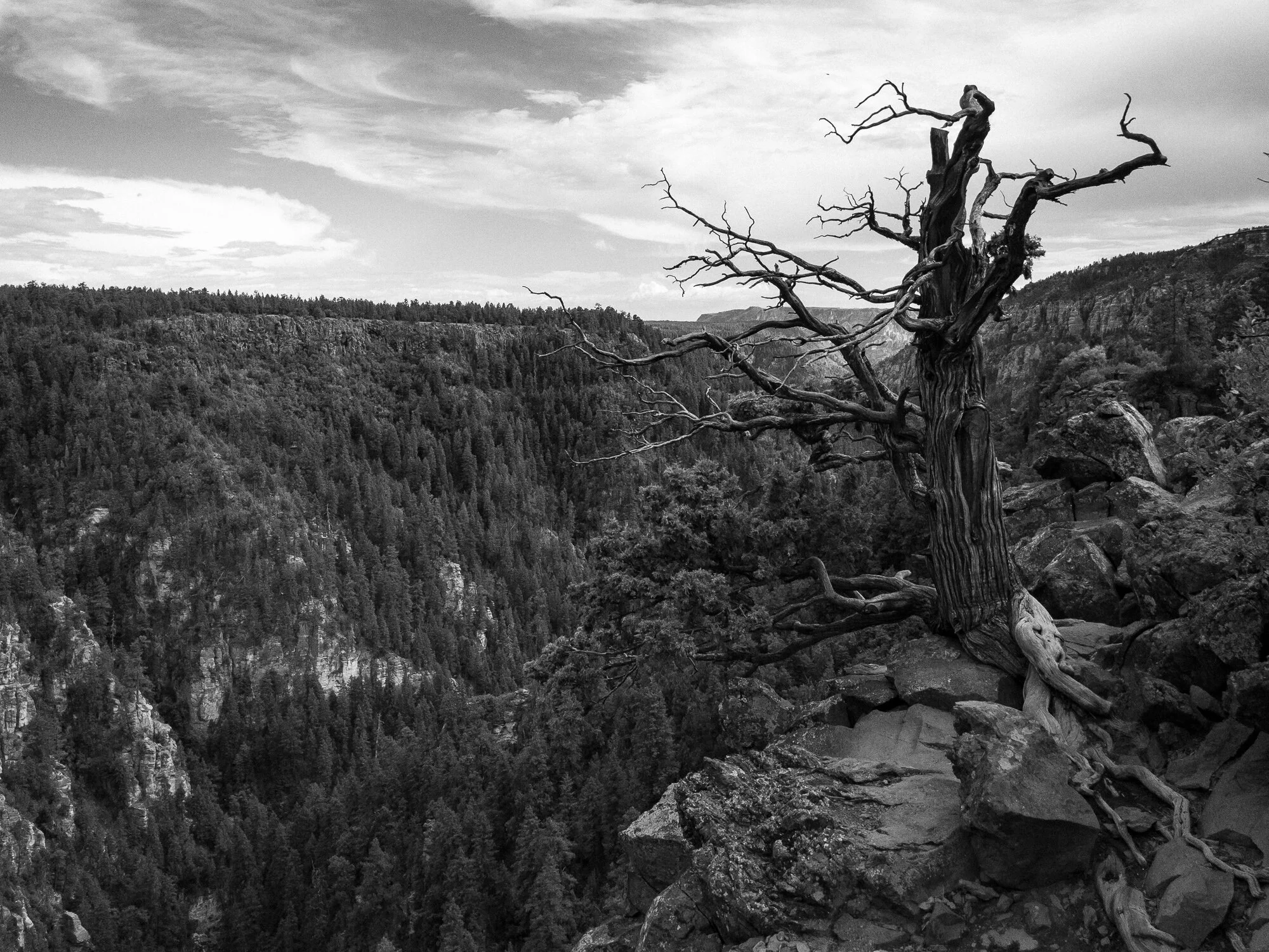 Rocky mountain pine over gorge.jpg