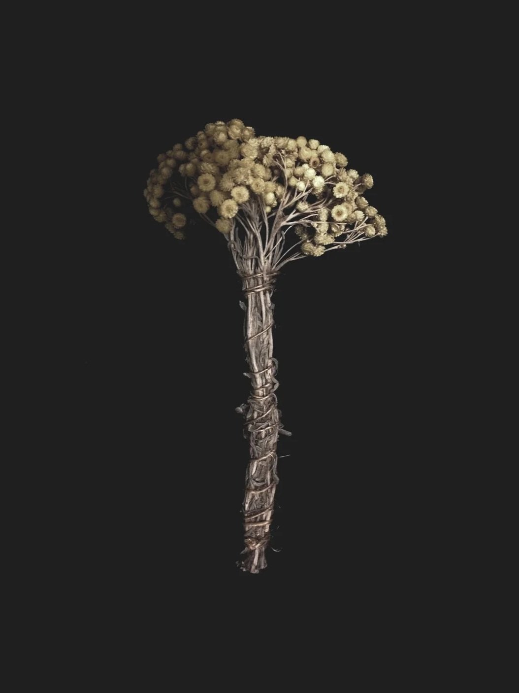On a stalk of ashes.