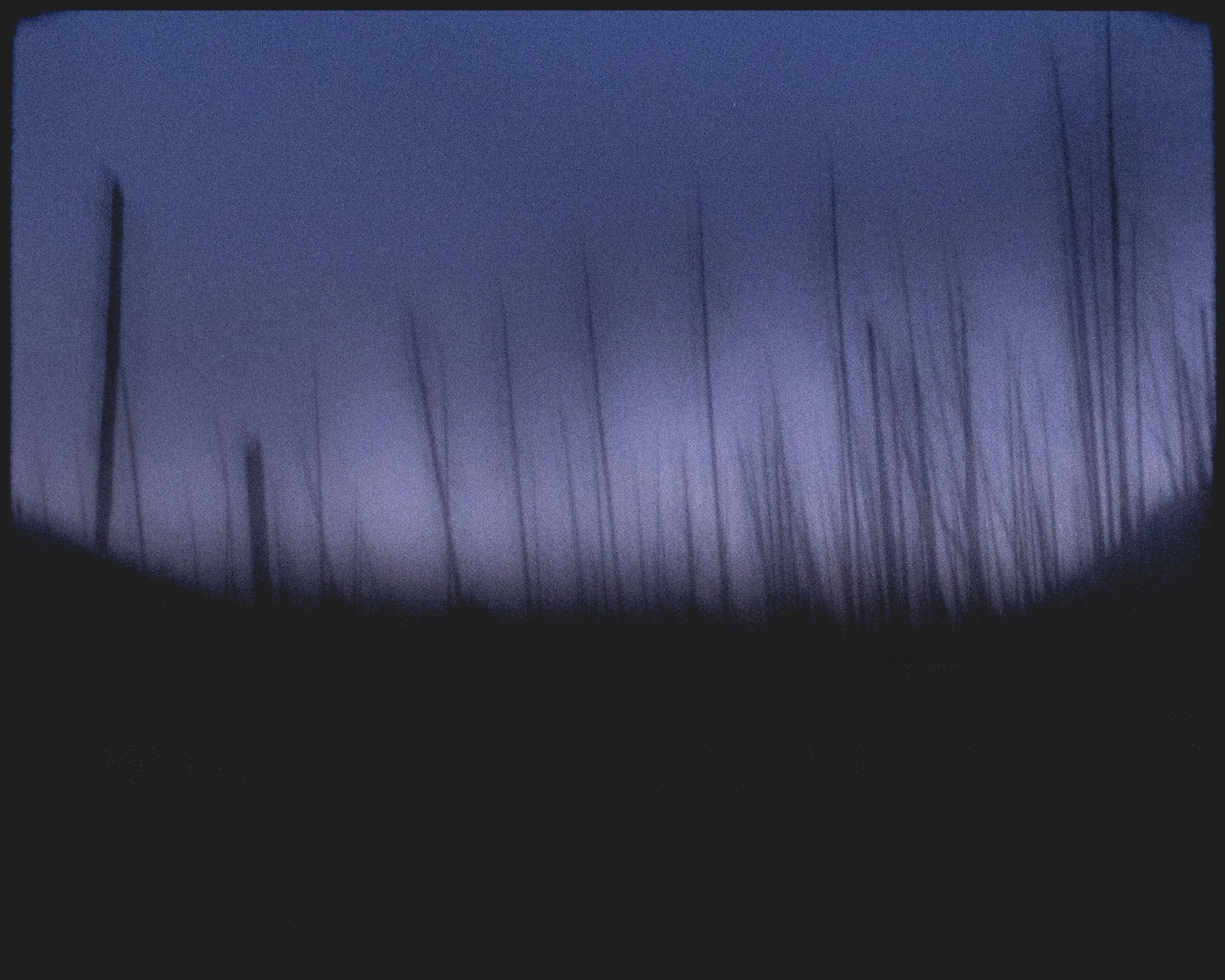 Tree bones at dawn.