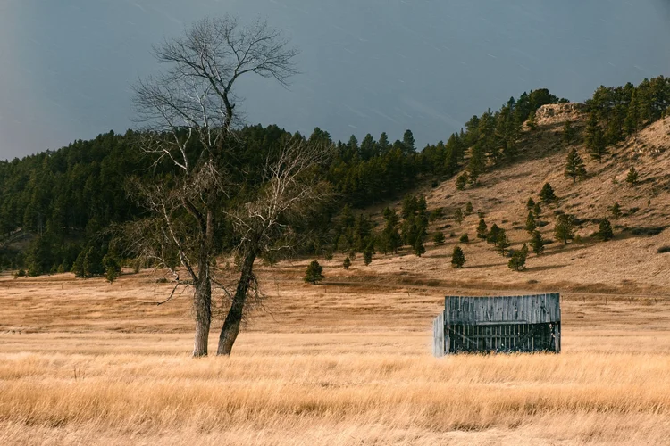 A bare tree and a small shed in a golden pasture